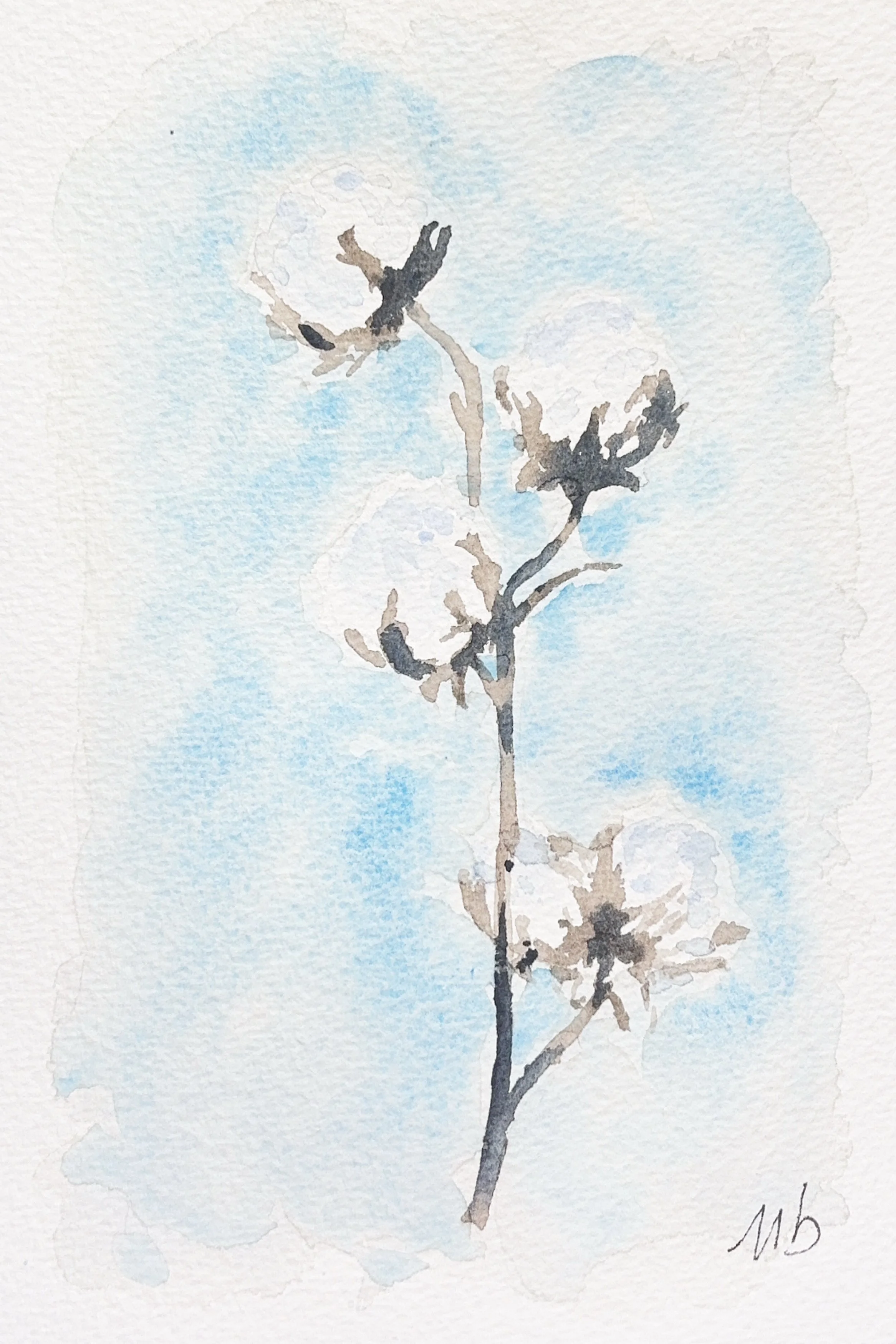 Fleurs de coton - 12 1/2 X 18 cm - 25 $