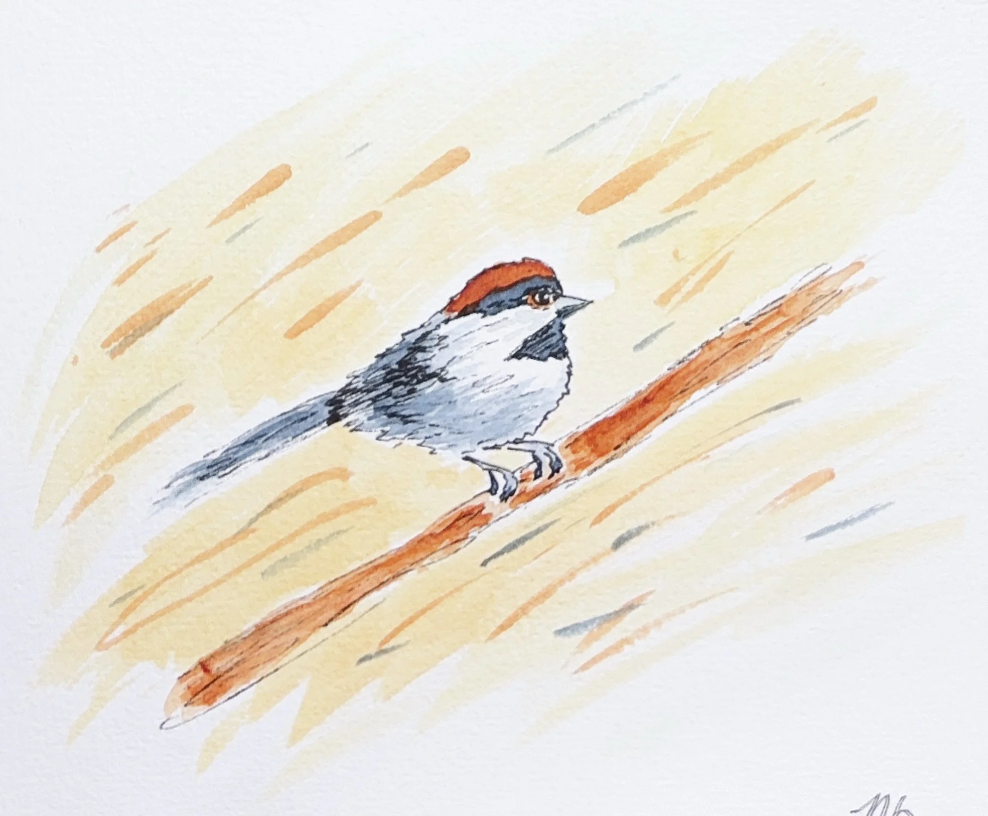 Pie-grièche à tête rousse - 12 X 15 cm - 20 $