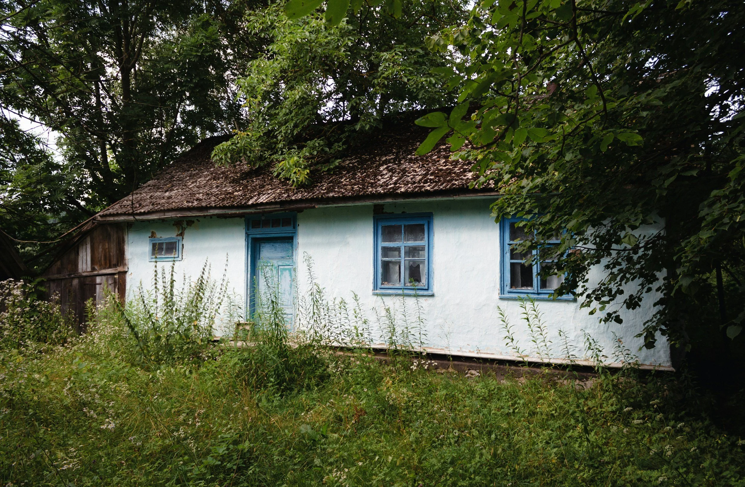 An old house with a white exterior and blue window frames surrounded by overgrown grass and trees.