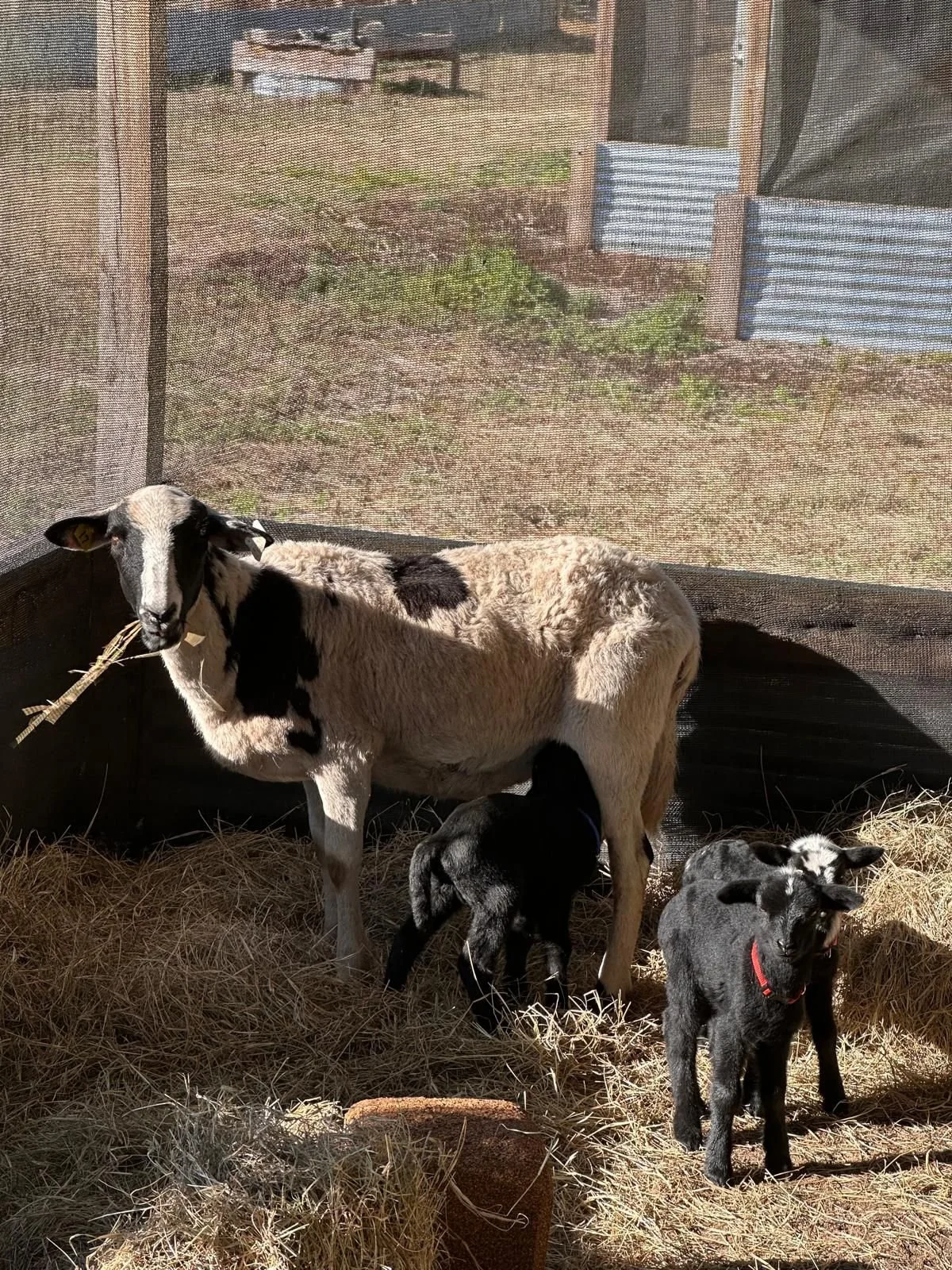 WhatsApp Image 2026-02-26 at 11.49.07 AM(1).jpeg