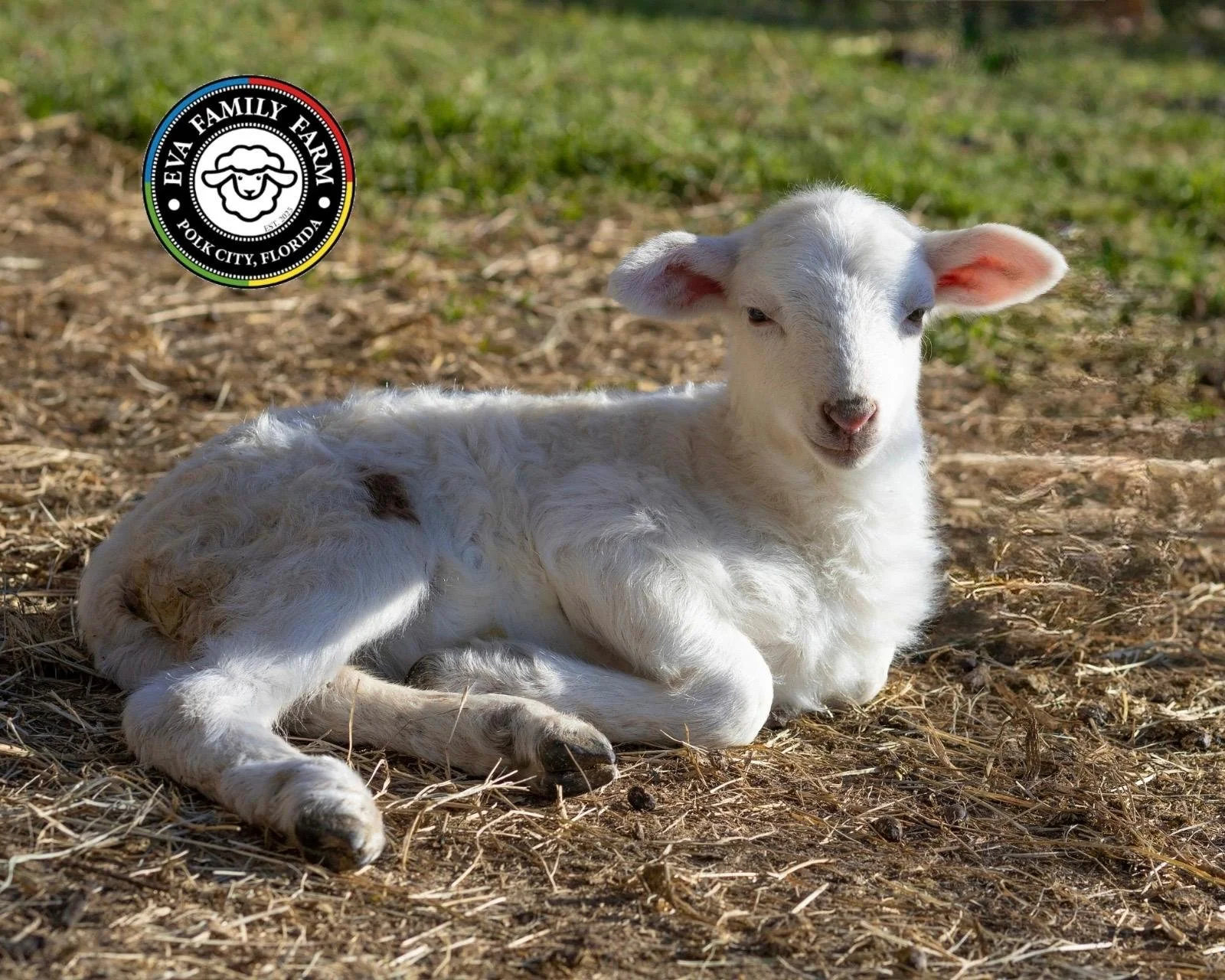 WhatsApp Image 2025-12-30 at 12.41.46 PM.jpeg