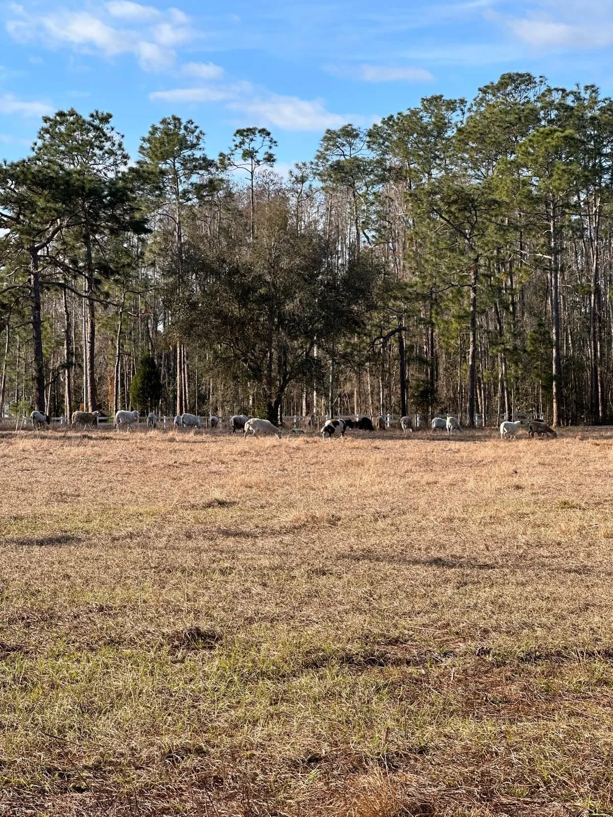 WhatsApp Image 2026-02-26 at 11.49.06 AM.jpeg