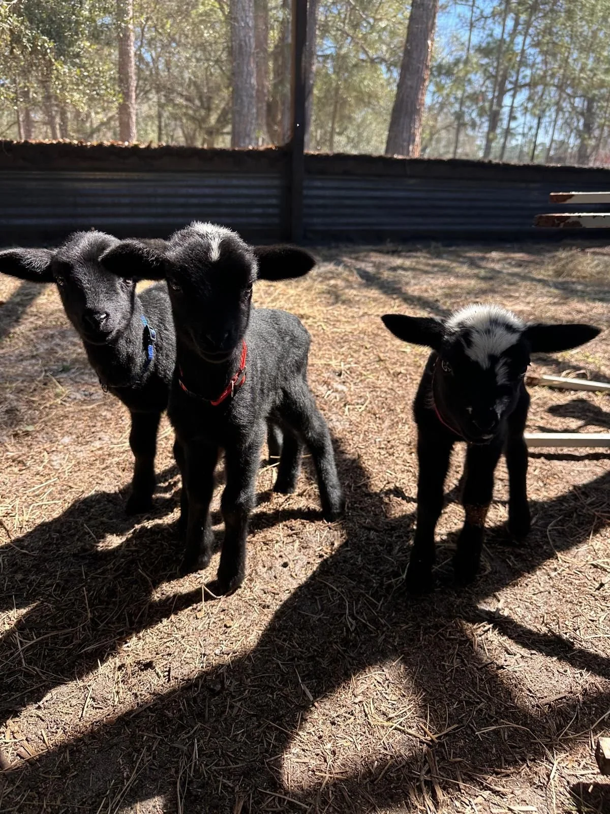 WhatsApp Image 2026-02-26 at 11.49.07 AM.jpeg