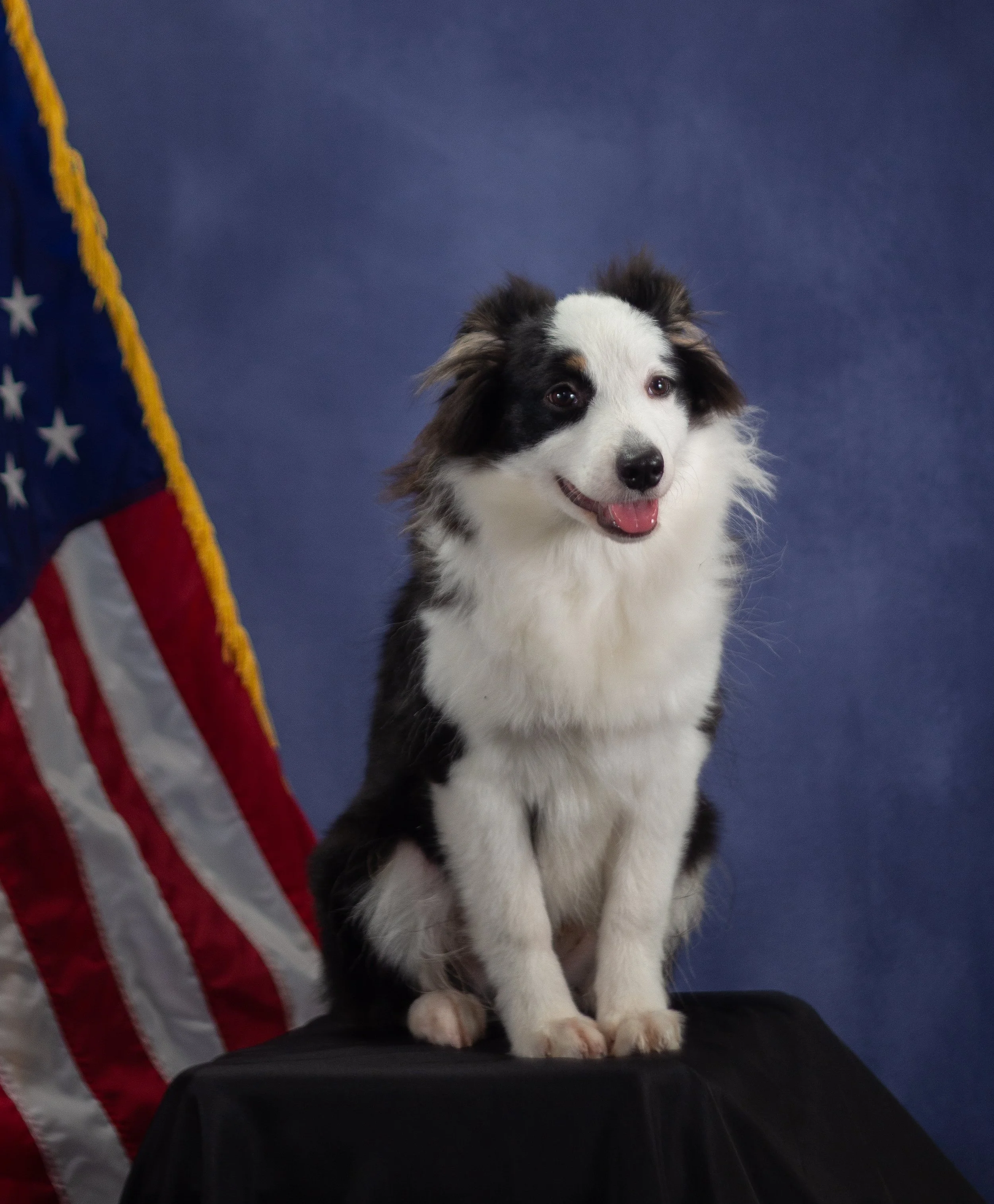 A black and white Australian Shepherd puppy sitting on a black surface, with an American flag partially visible on the left and a blue background behind.