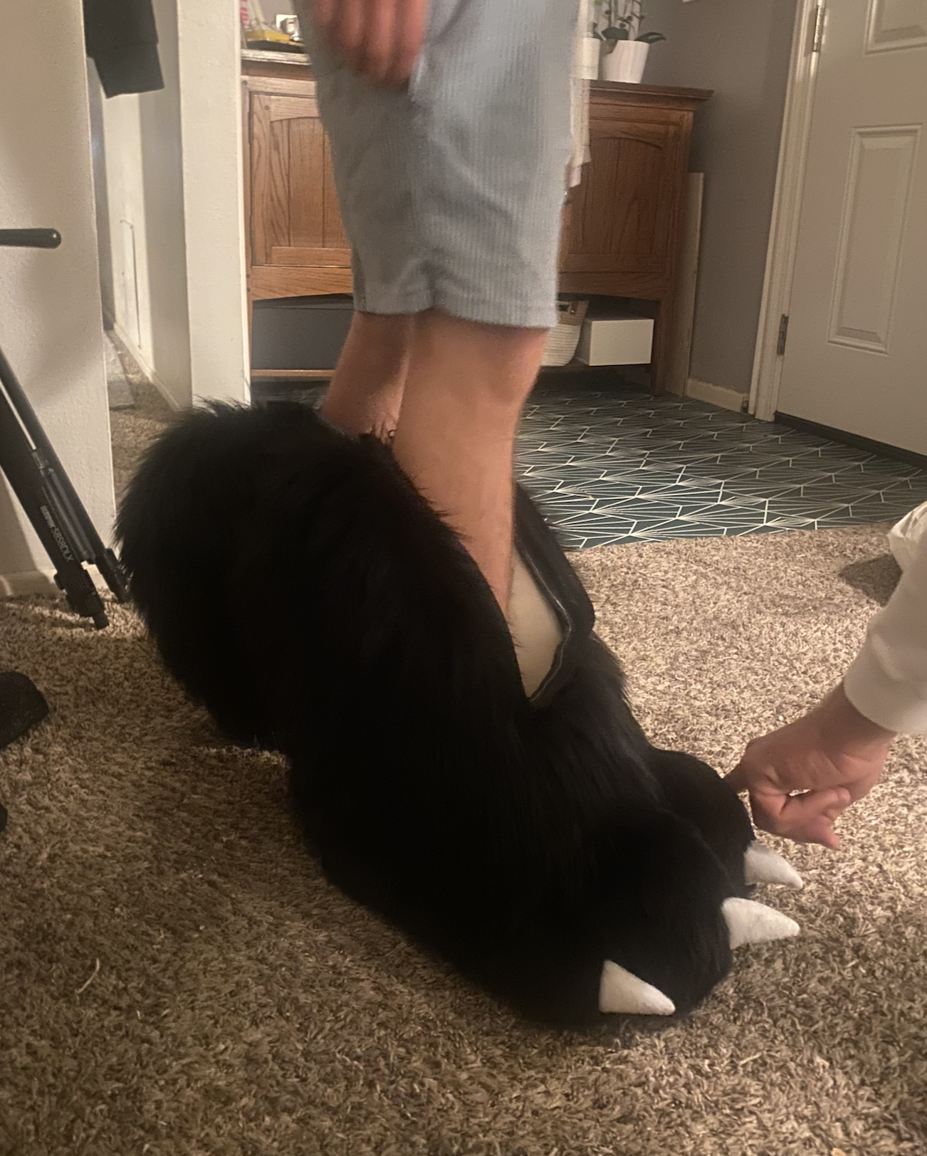 A person standing next to a black dog lying on the carpet, with the person's hand holding the dog's paw. The person is wearing gray shorts, and the dog is wearing a white shoe on one paw.