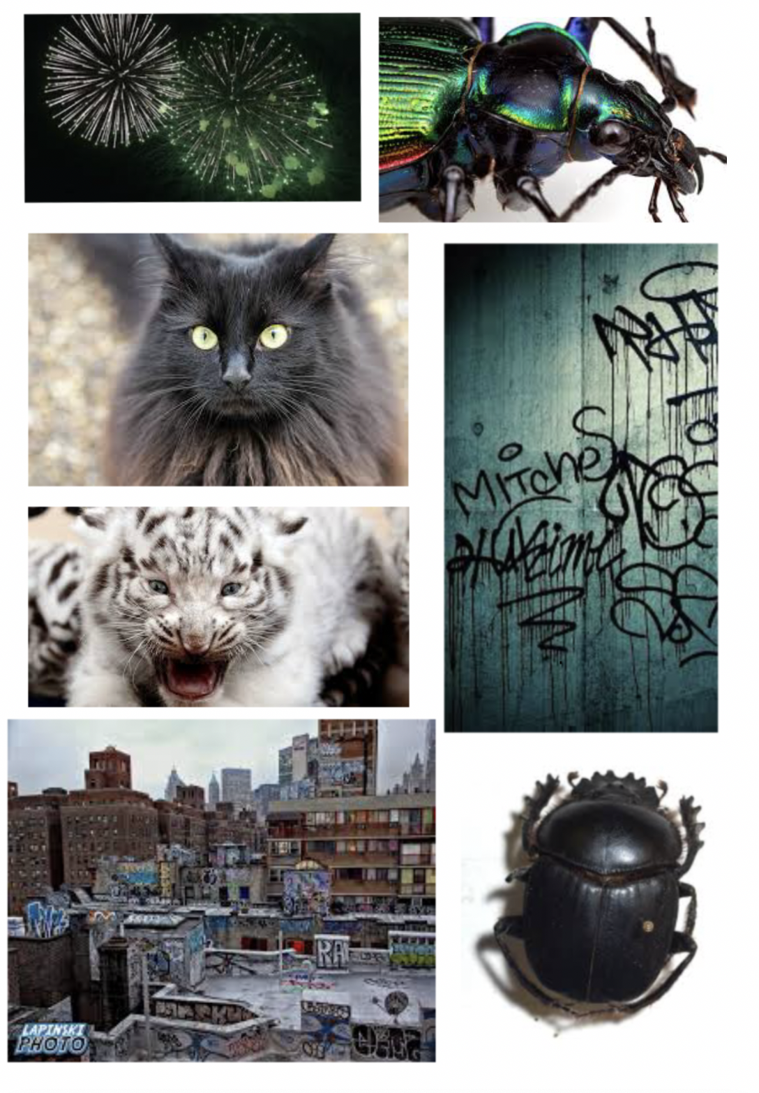 A collage of various images including fireworks, a beetle, a black cat, a white tiger cub, a cityscape with graffiti, another beetle, and colorful graffiti on a wall.