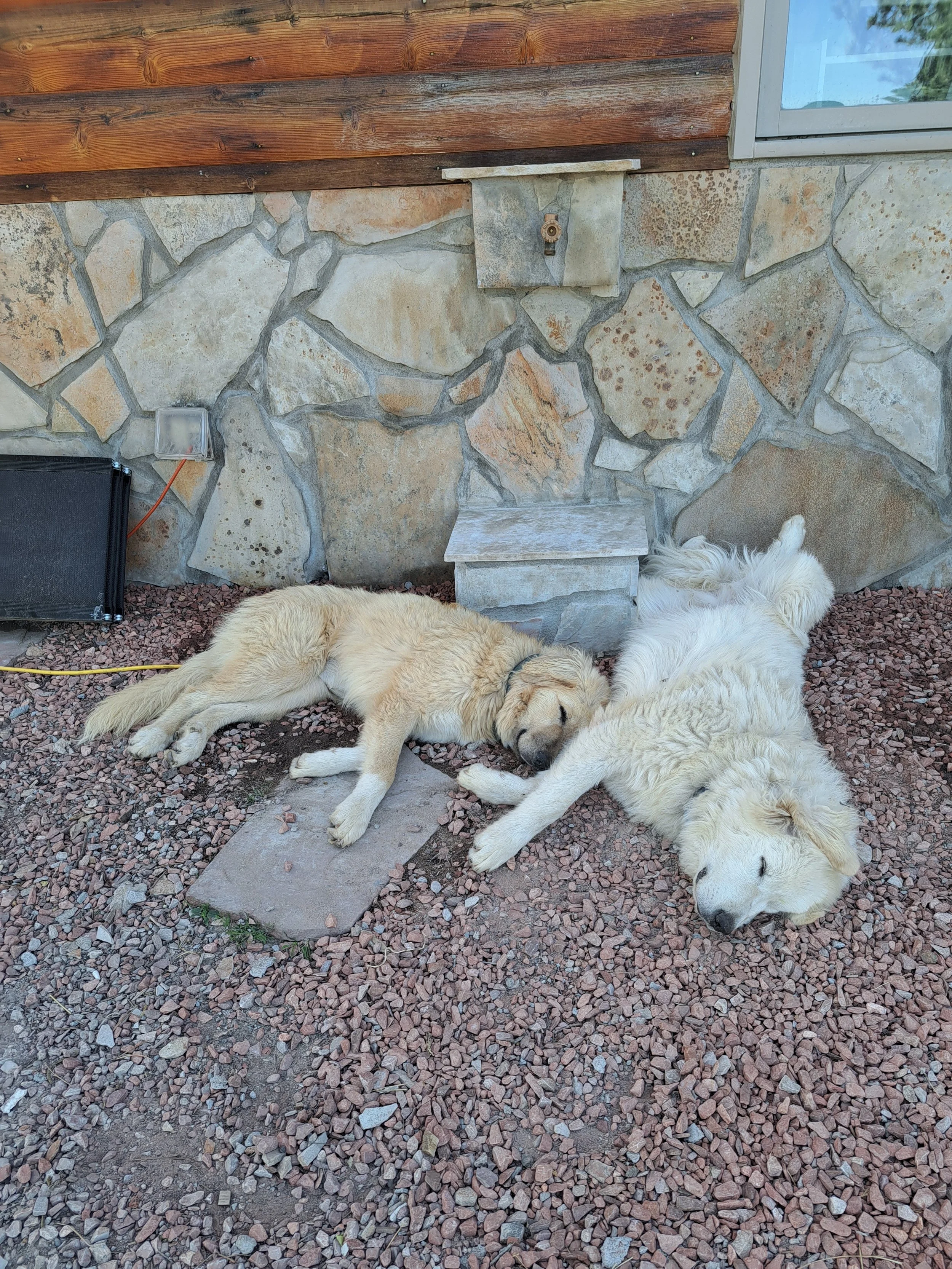 Two dogs, a yellow Labrador Retriever puppy and a white retriever, are lying on the gravel ground and sleeping together.