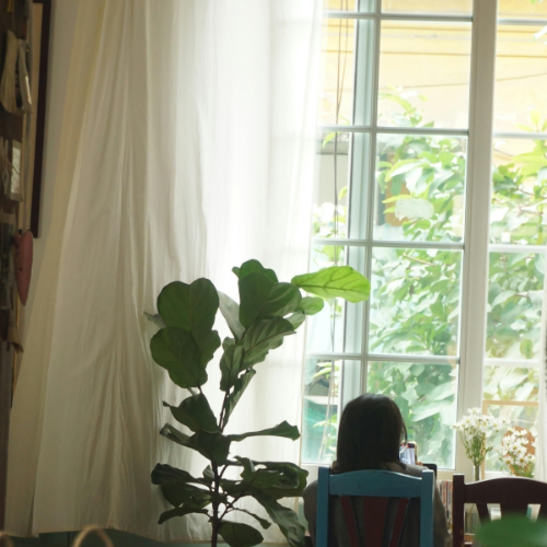 Person sitting at a table near a window with greenery outside, next to a large indoor plant and white curtains.