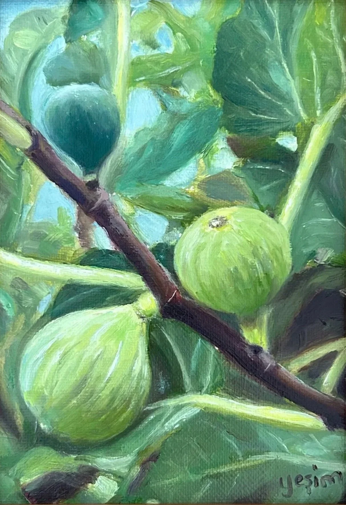 Figs of the Aegean