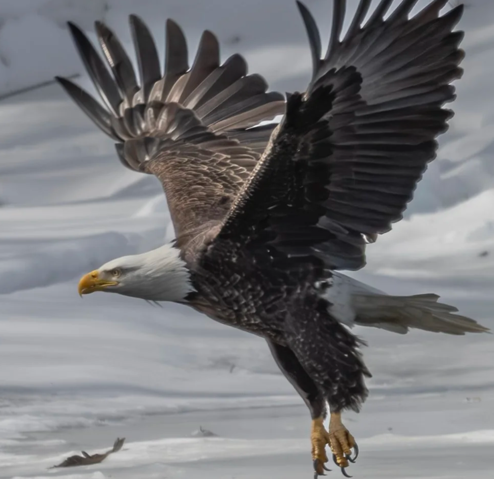 Wildlife