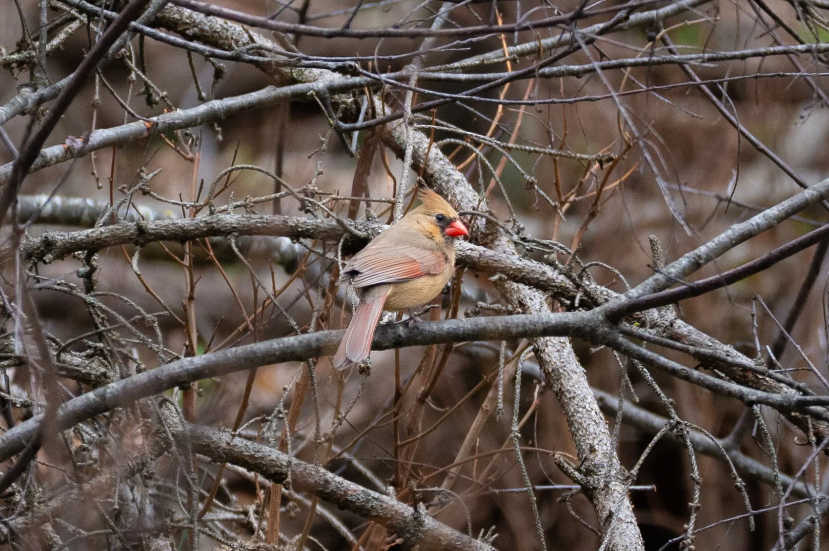 DSC_5338.jpg