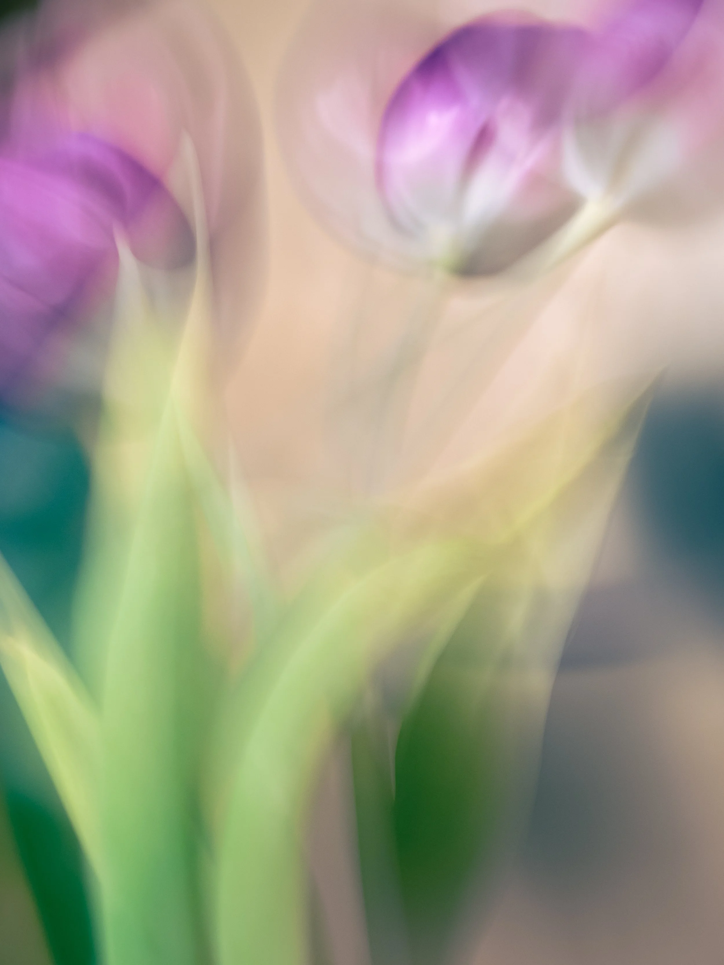 Impressions of Tulips, 2021