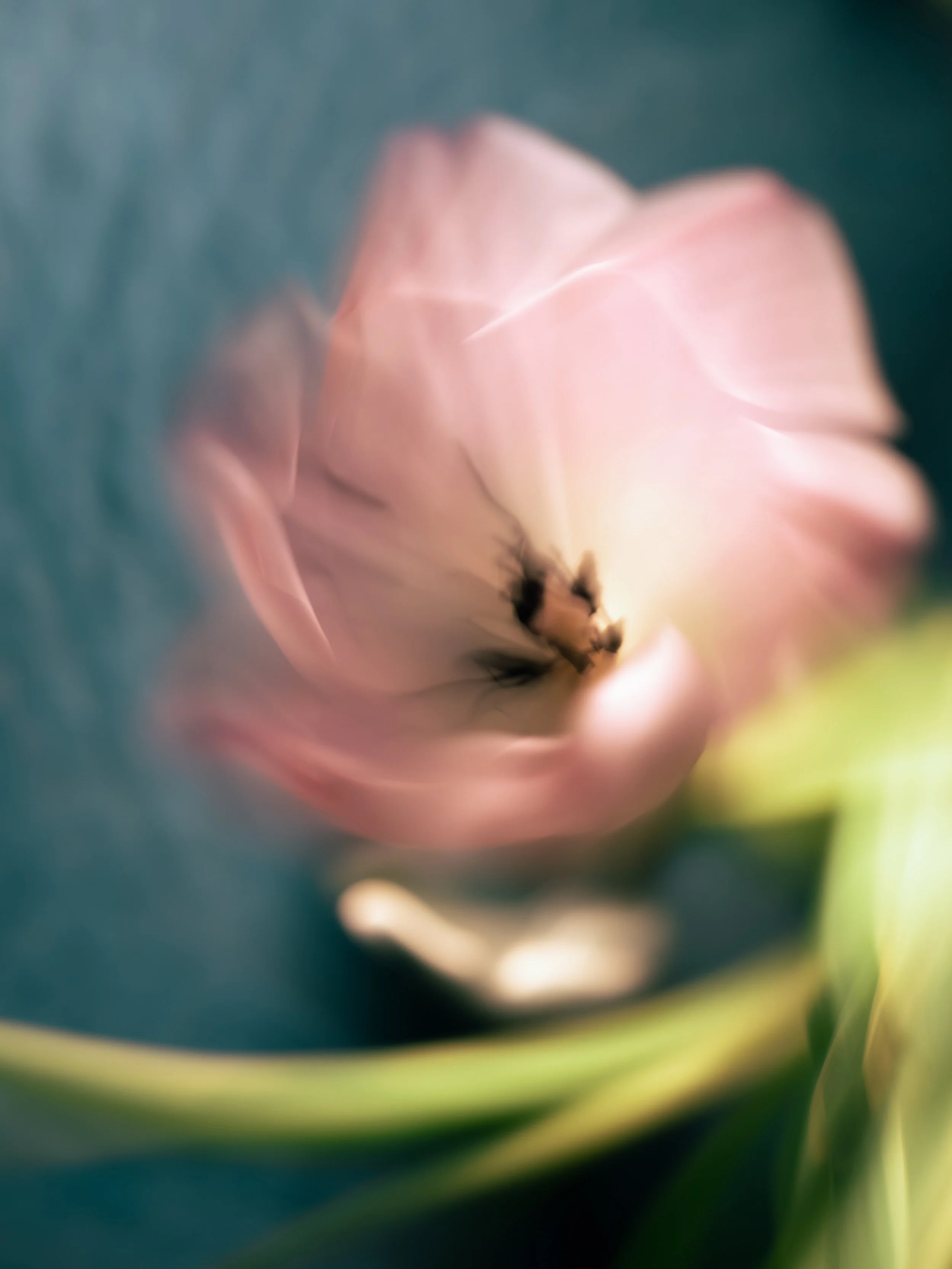 Portrait of a Tulip, 2021