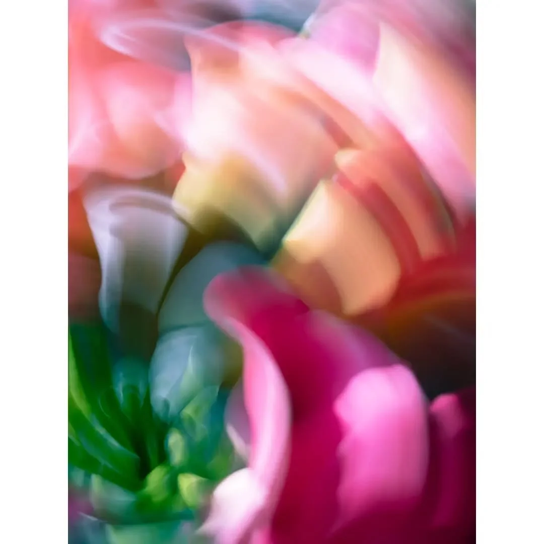 Citrus &amp; Cerise
.
.
.
#jaynahophotography #hintology #icm_community #intentionalcameramovement #icmphotography #blurwillsavetheworld #blooming_petals #inspiredbyflowers #abstractimpressionism #abstractflowers #ihavethisthingwithflowers #bluronpur