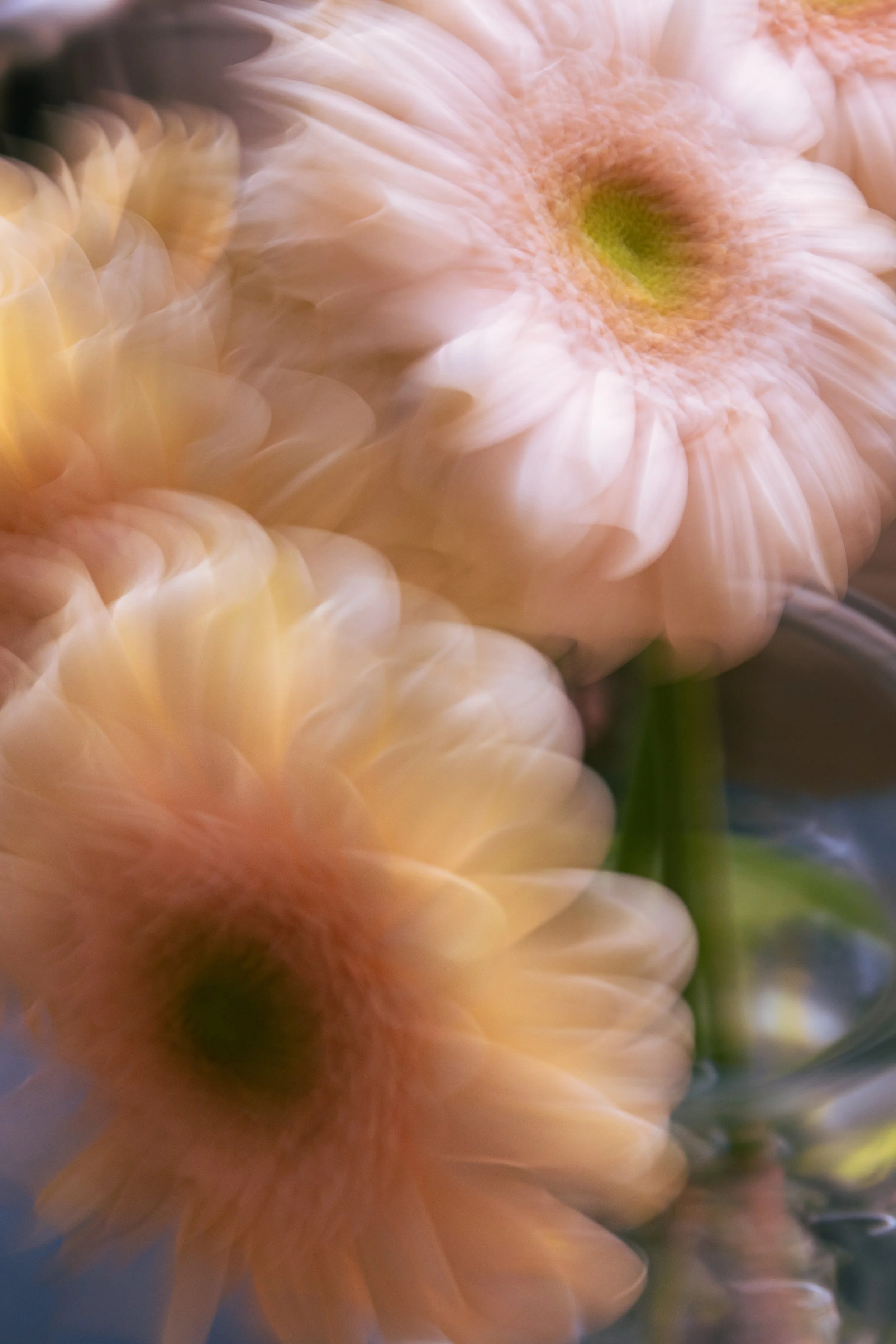 Sunlit Daisies, 2021