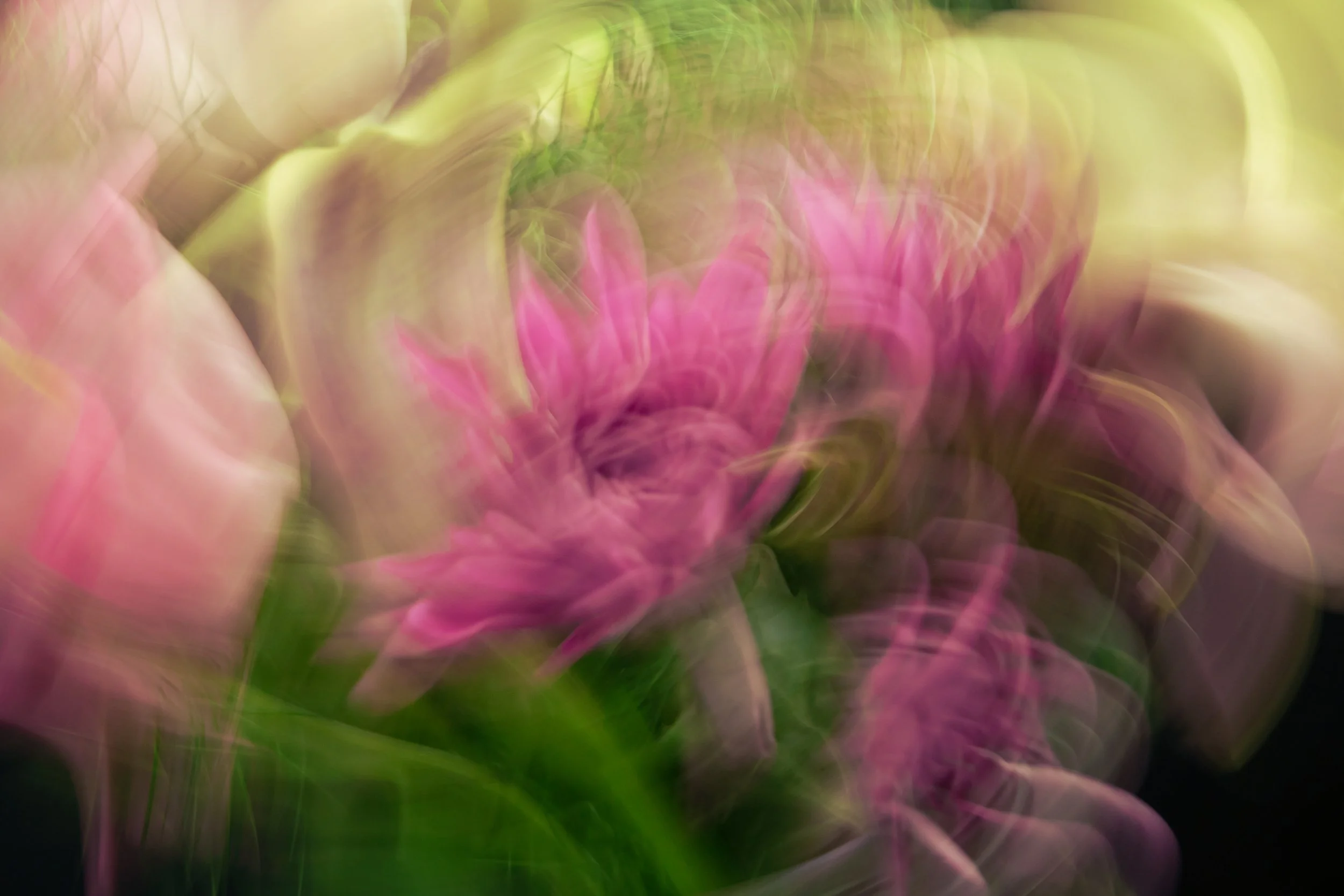 Floral Movements, 2020