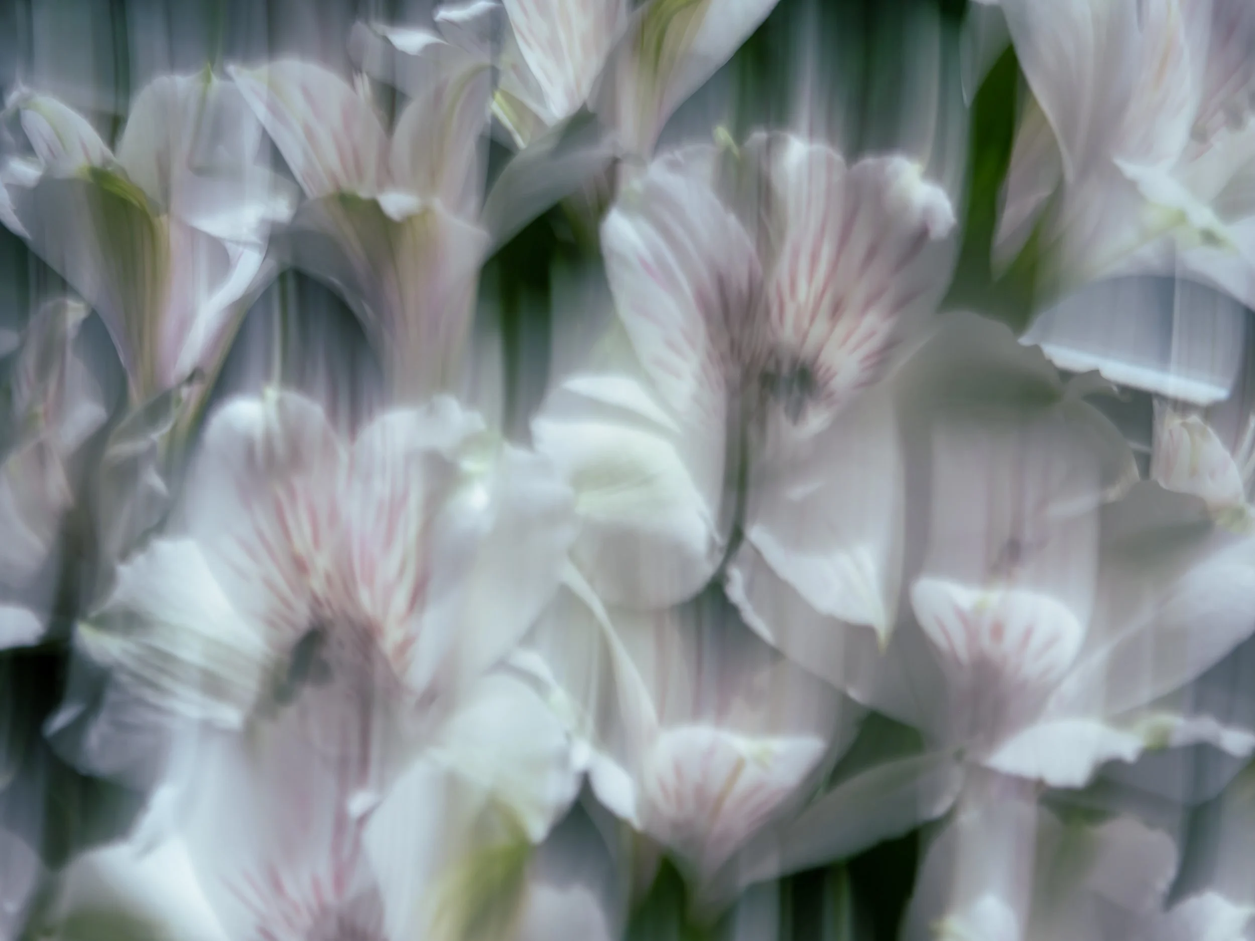 White Alstroemeria, 2022