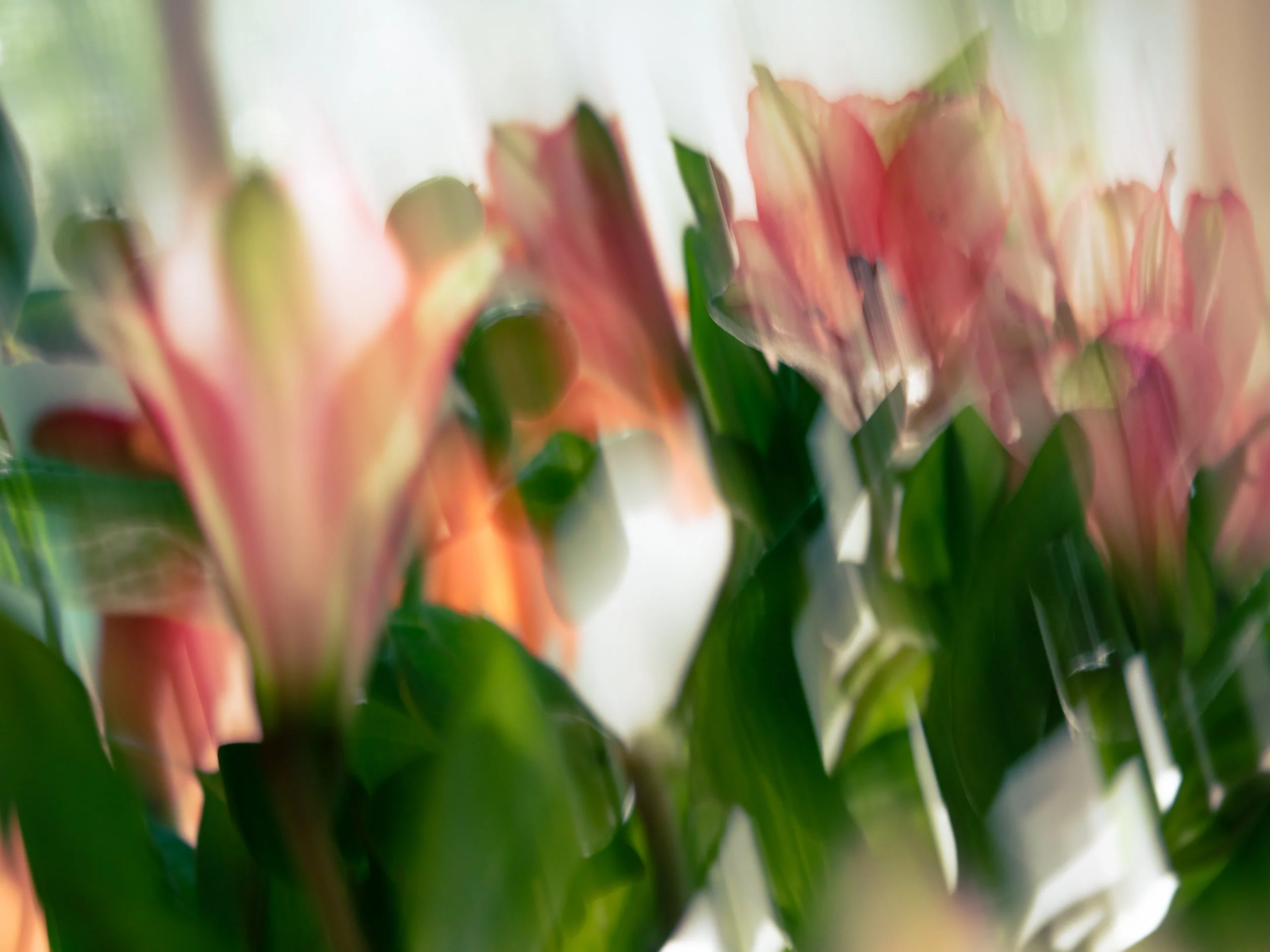 Alstroemeria in the Afternoon Light, 2021