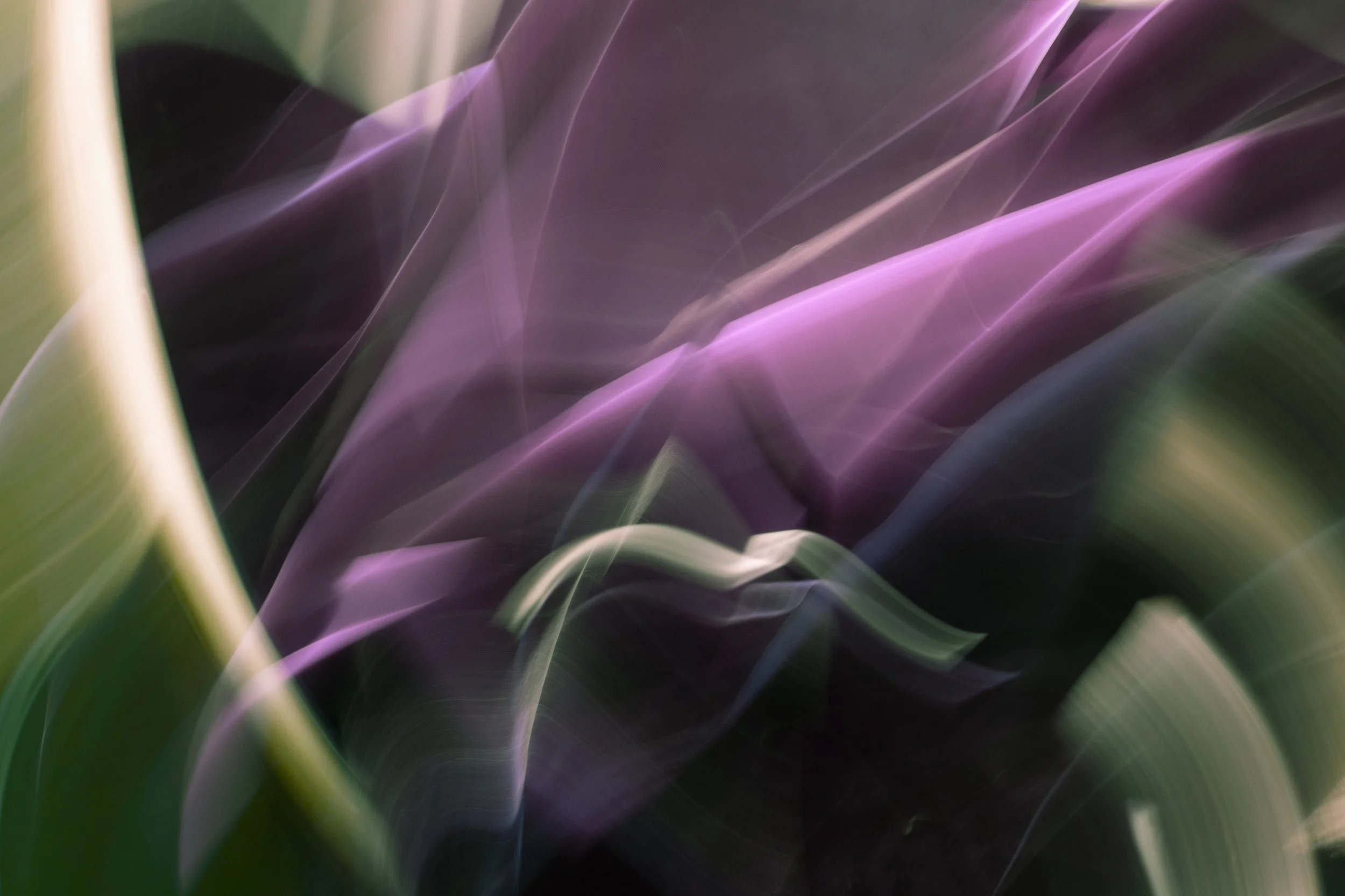 Lavender Light, 2020