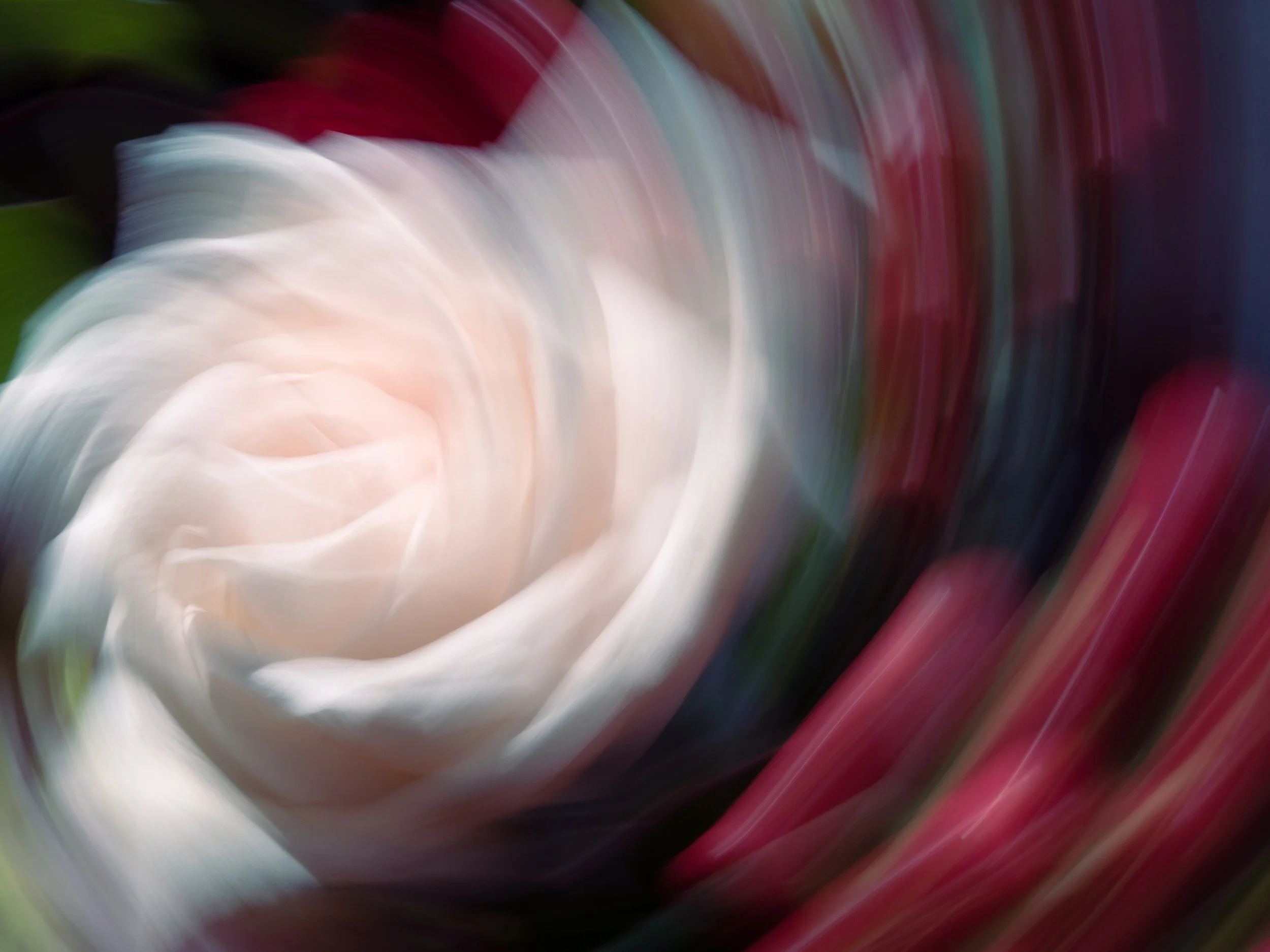 Whirling Rose, 2022