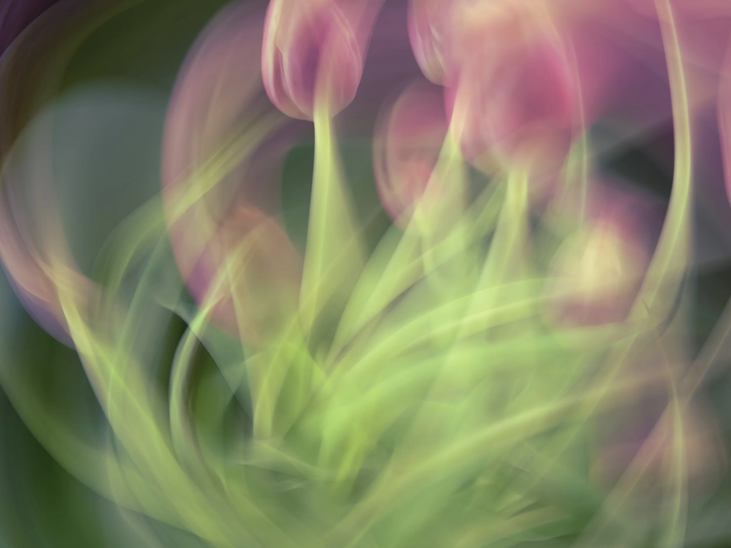 Tulips Dancing, 2021