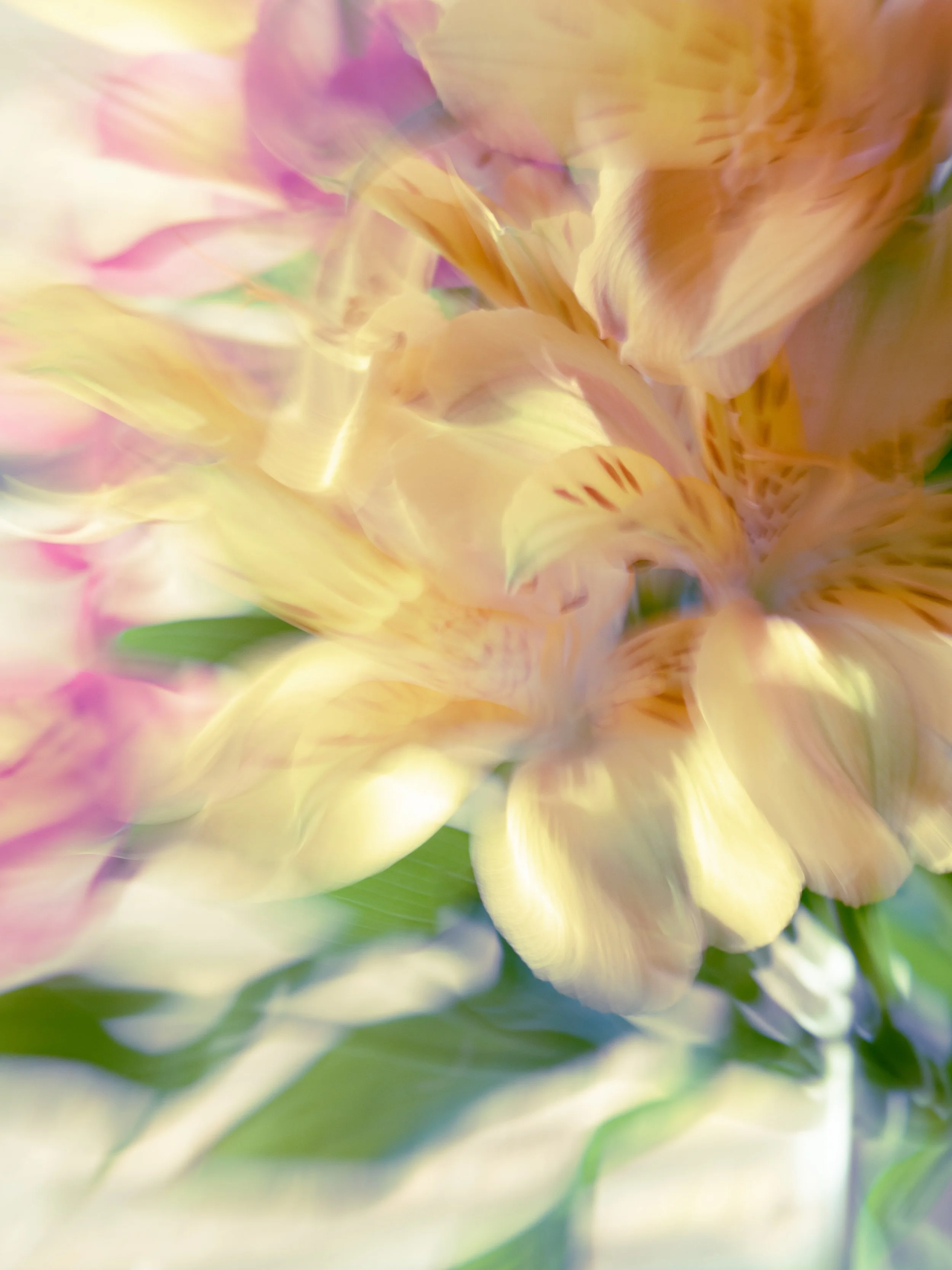 Follow the Sun Like Flowers Do, 2023