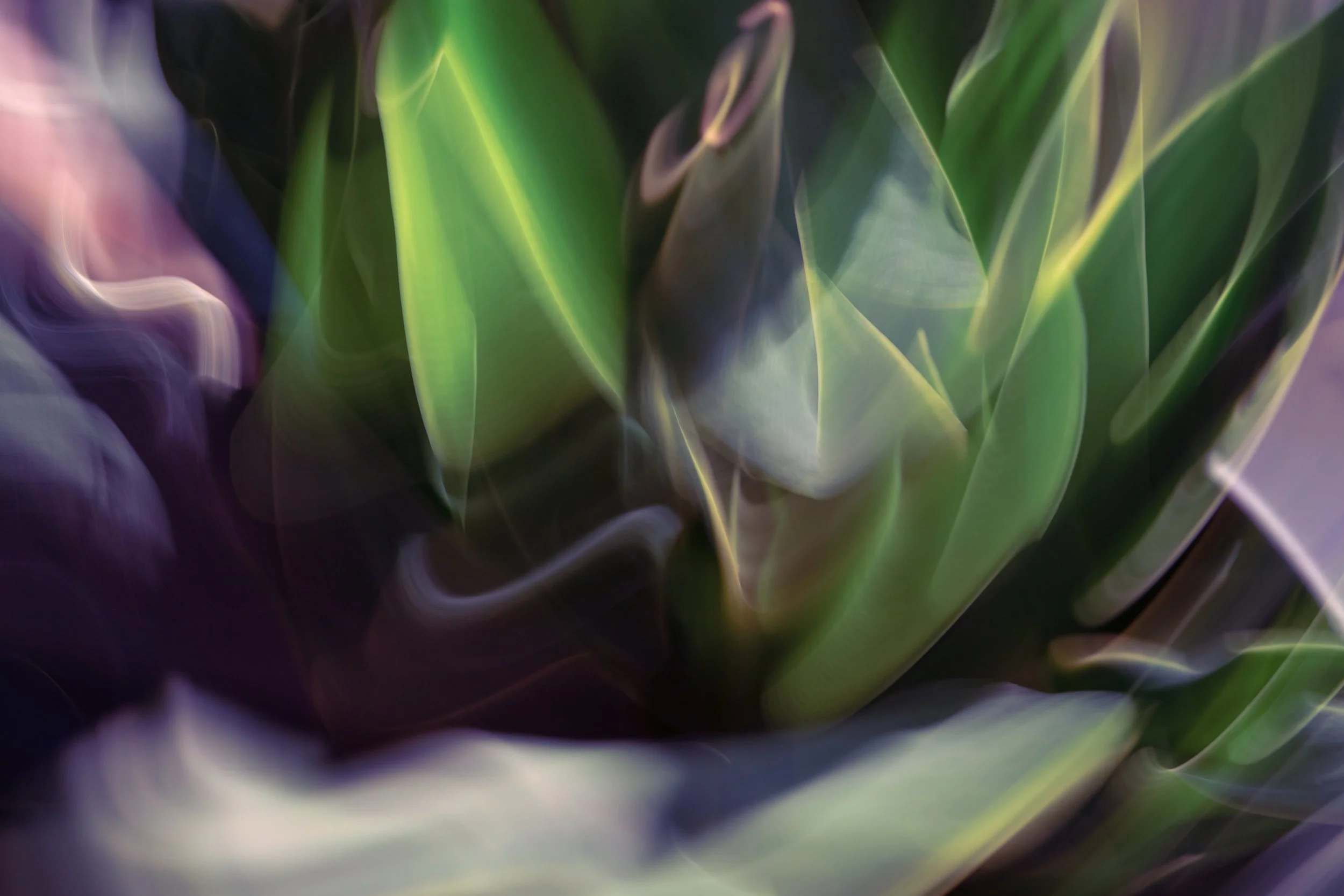 Botanical Sketch, 2021