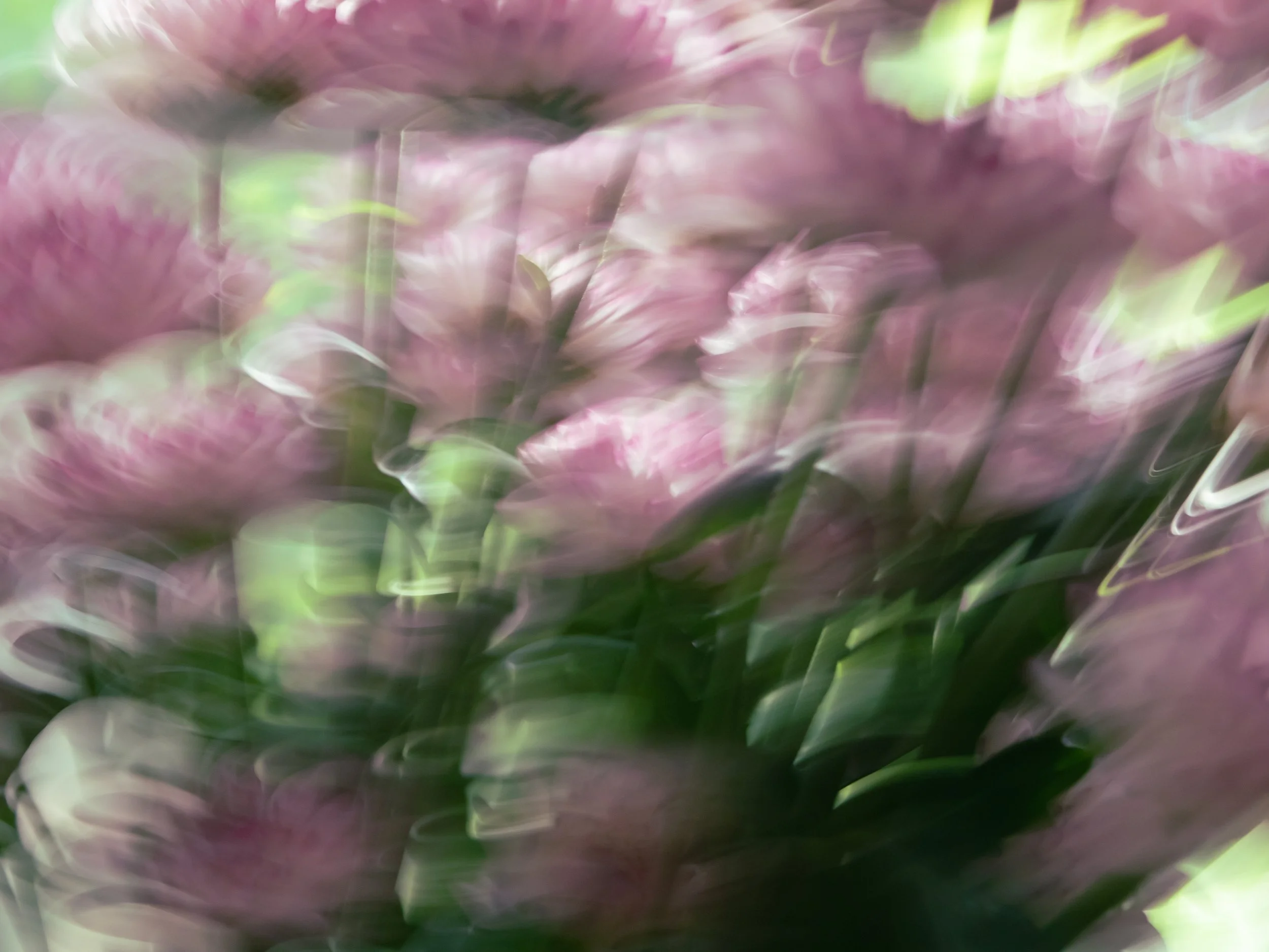 Windswept Poms, 2022