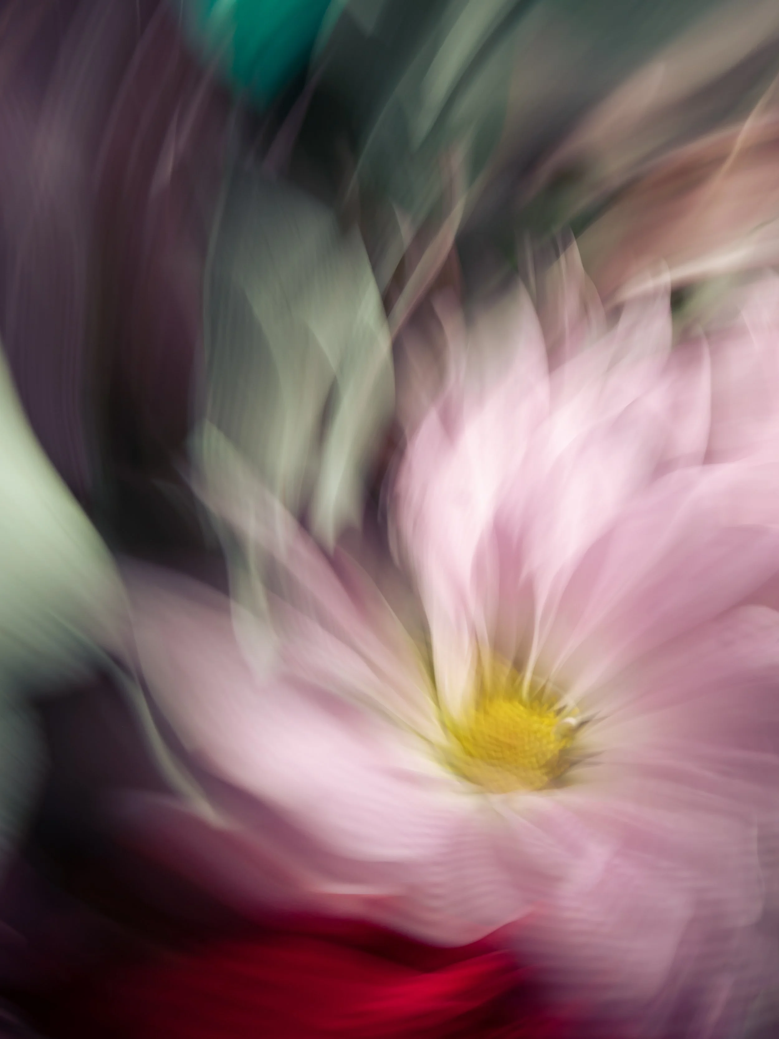 Impressions of a Pink Daisy, 2021