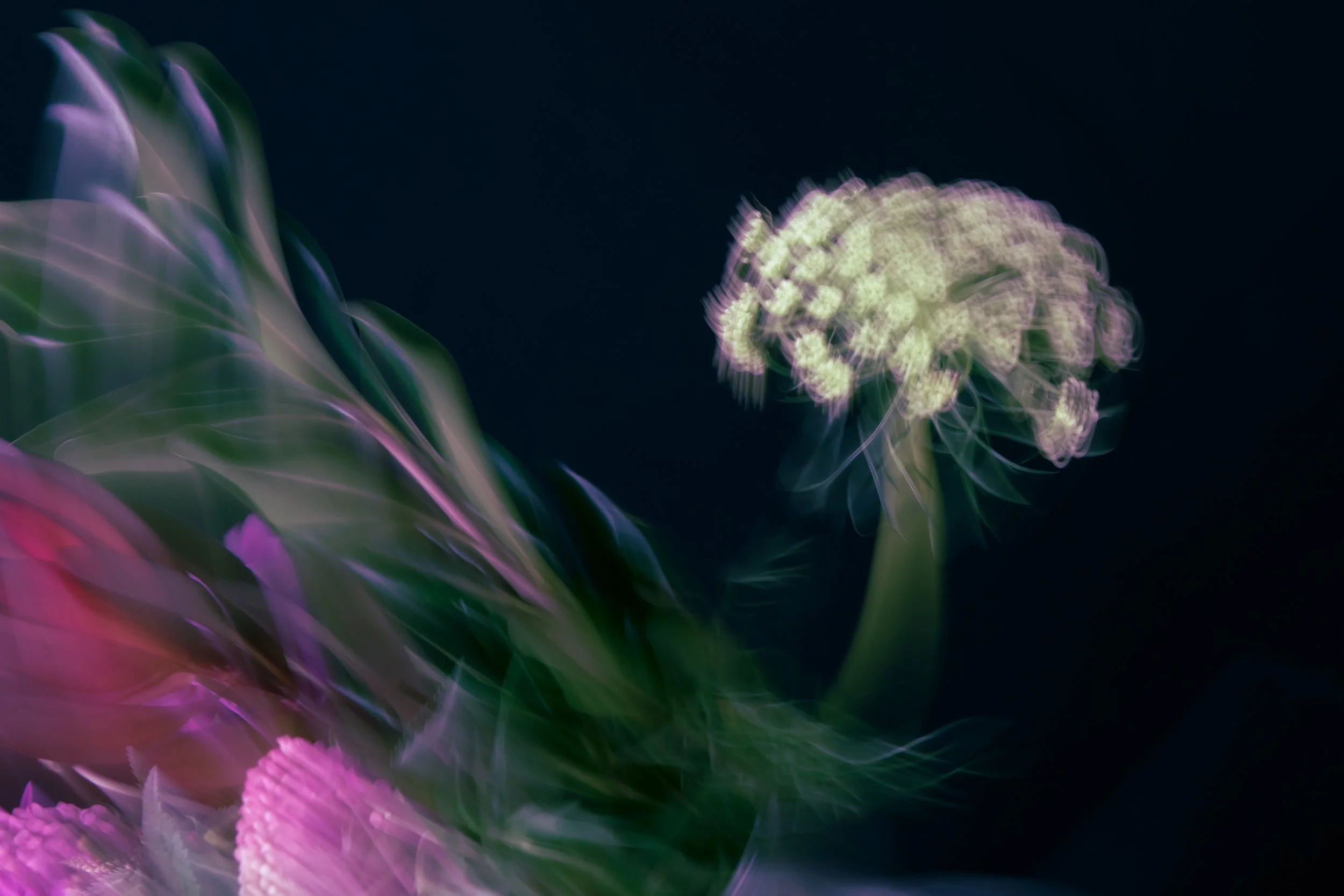 Bird of Paradise - 1, 2020