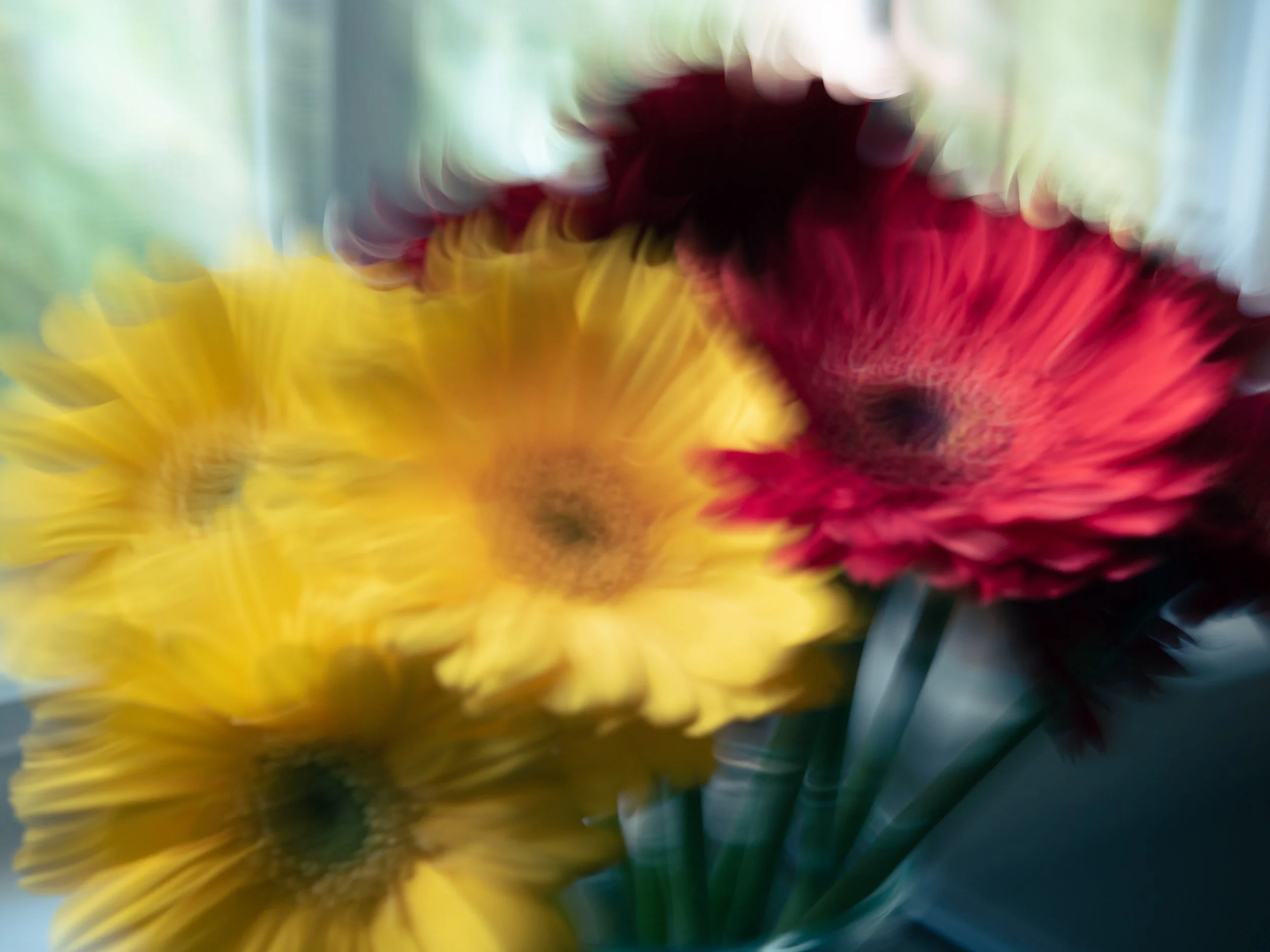 Daisies in a Sunlit Window, 2021