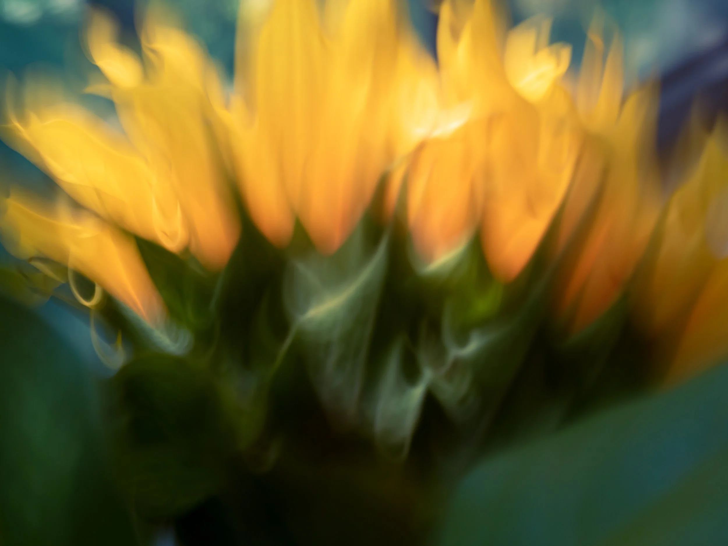 Meet Me Where the Sunflowers Grow, 2022