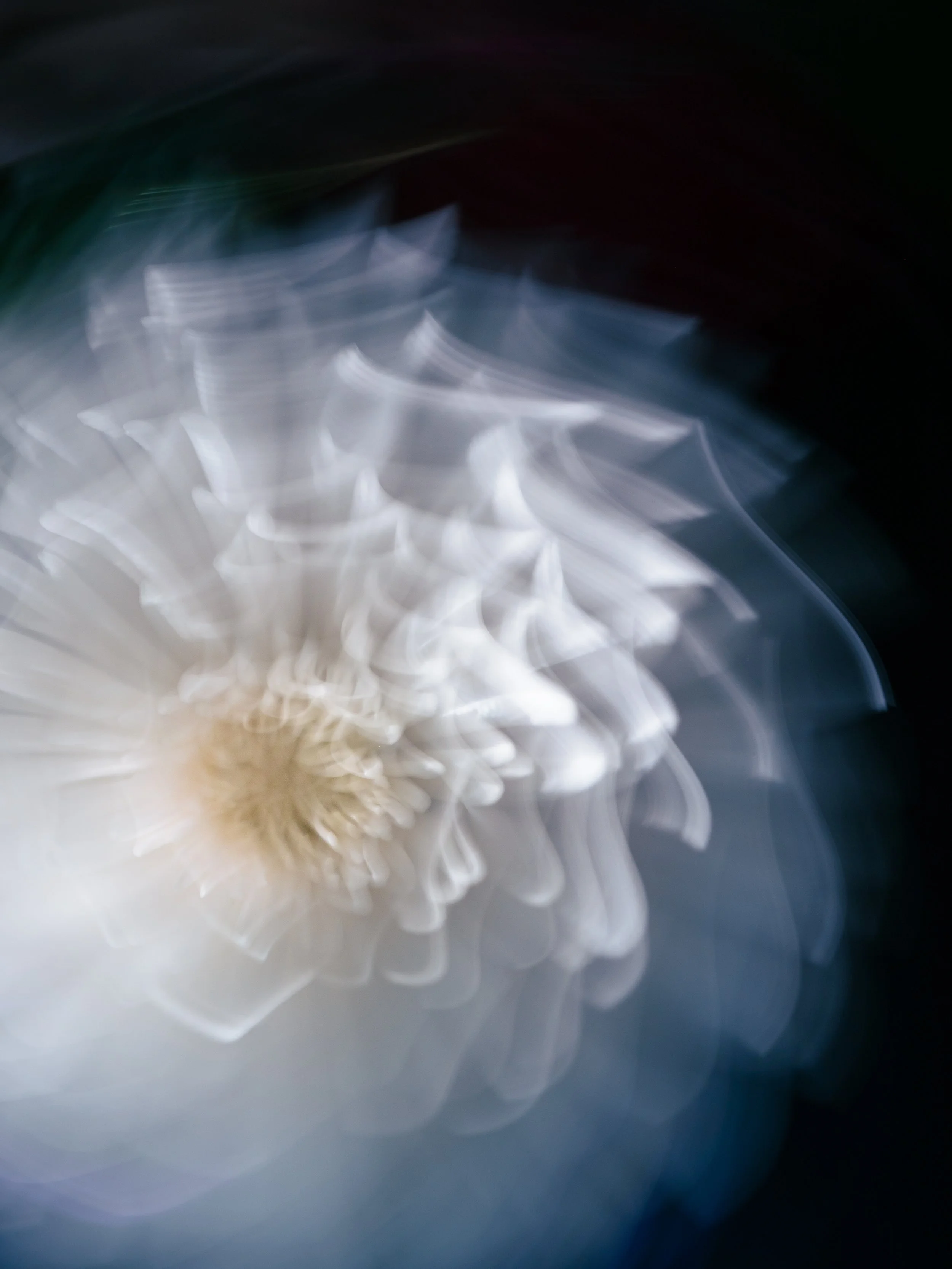 White Chrysanthemum, 2021