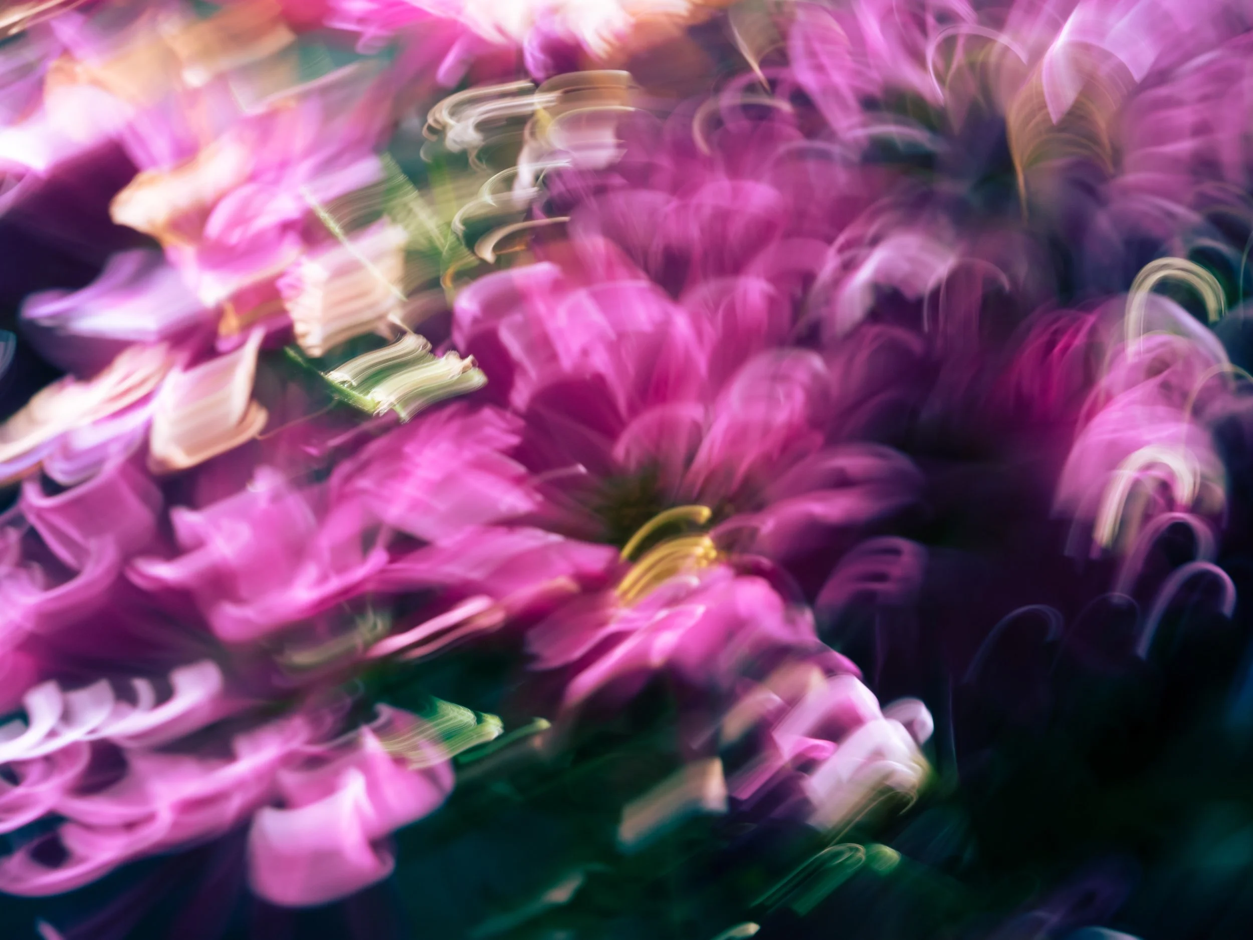 Floral Cacophony, 2022
