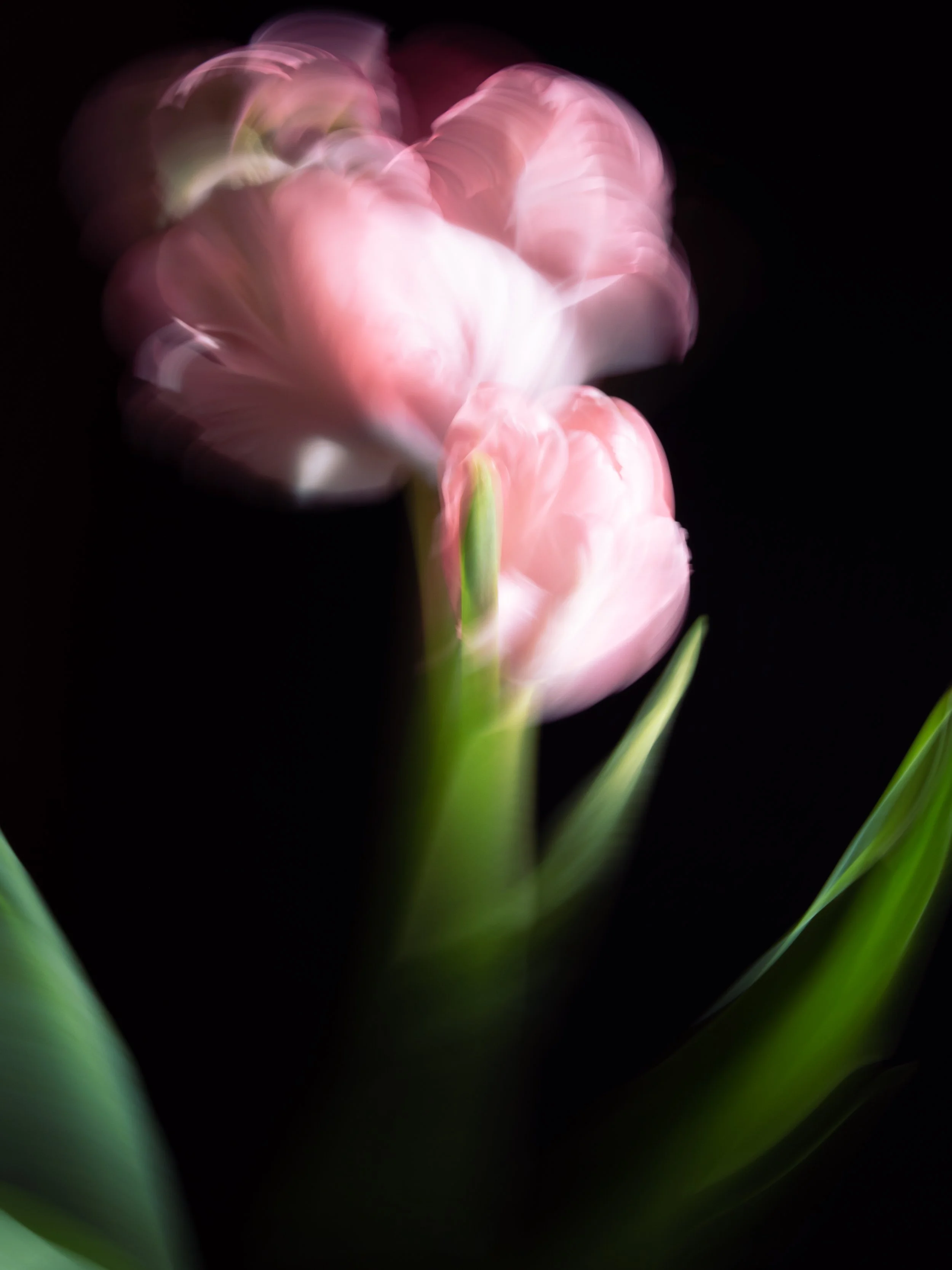 Tulip in Bloom, 2022