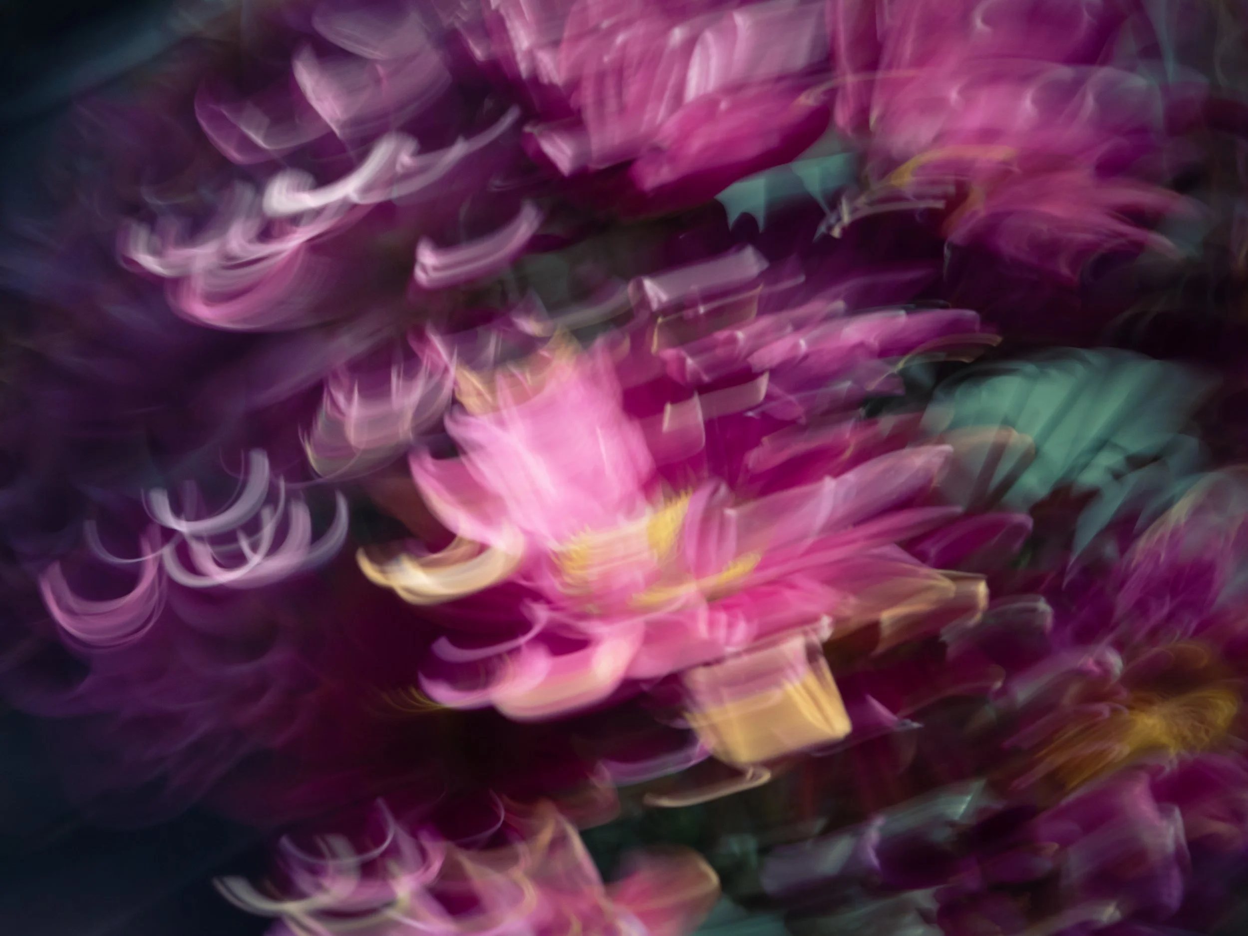 Vivacious in Pink, 2023