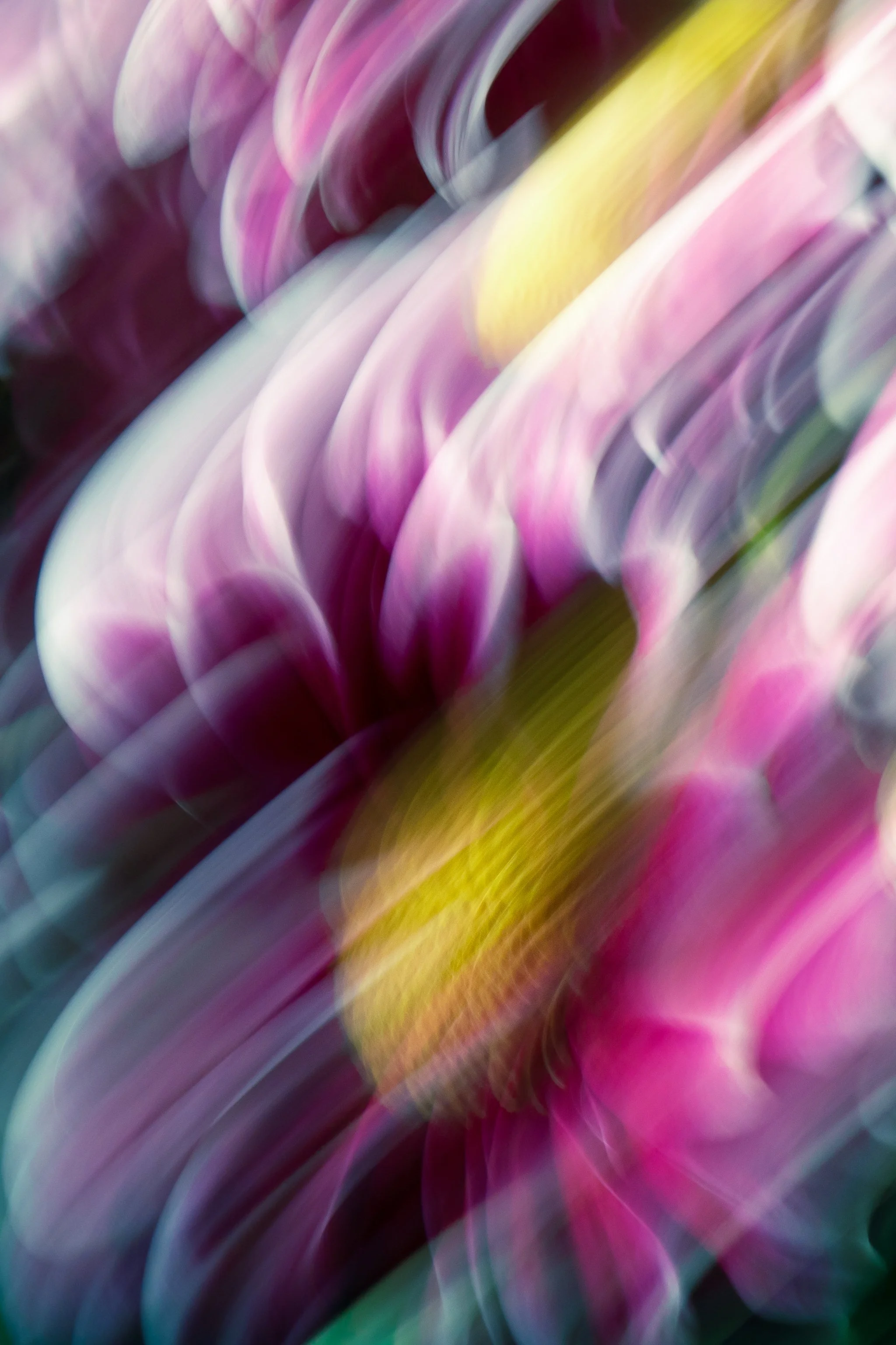 Portrait of a Flower, 2020