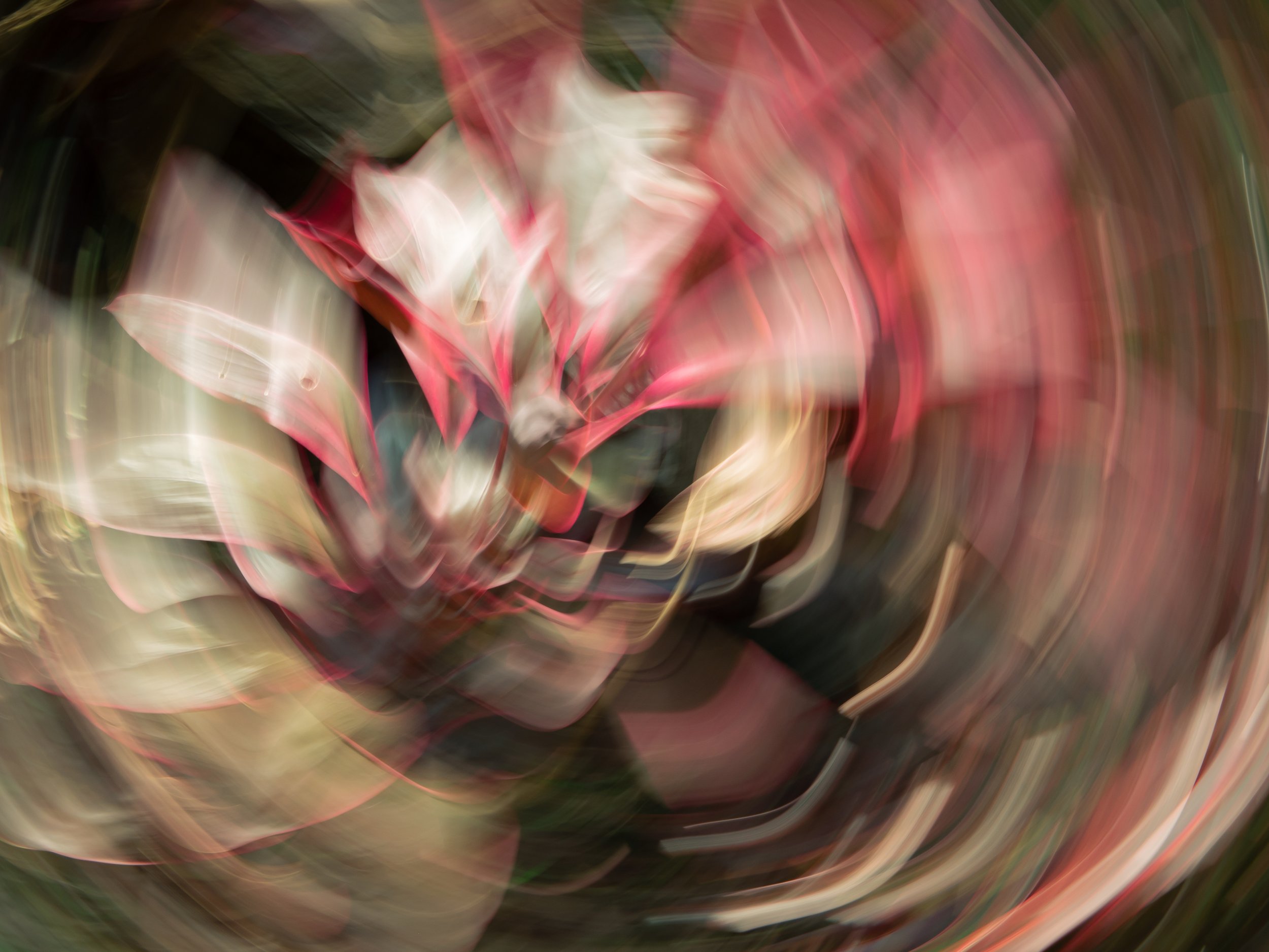 A Dash of Coral, 2023