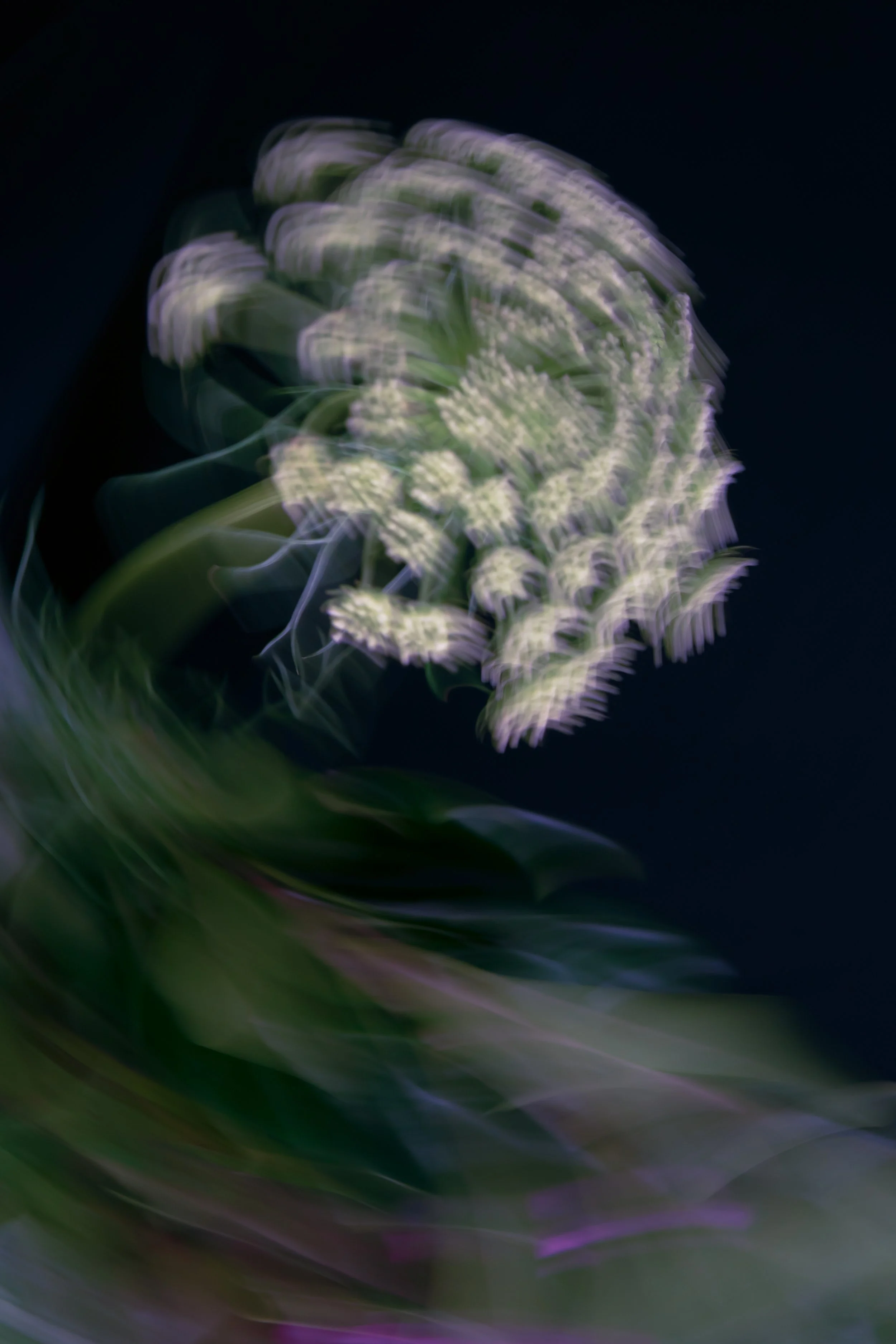 Bird of Paradise - 2, 2020