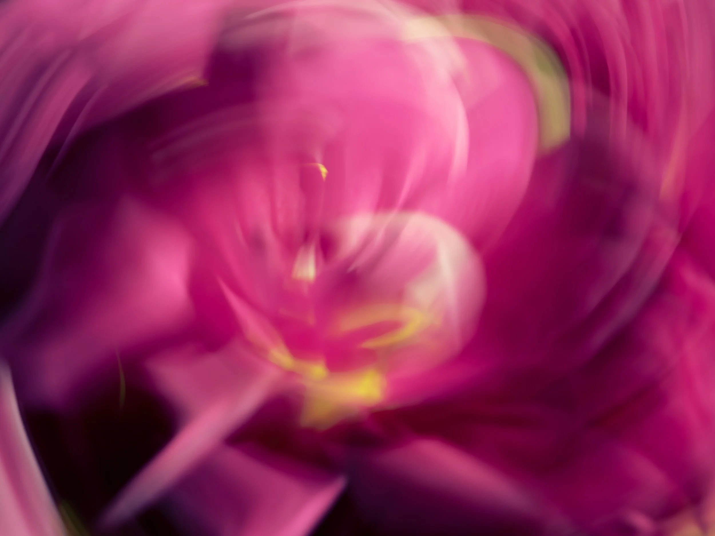 The Indelible Softness of Flowers, 2022