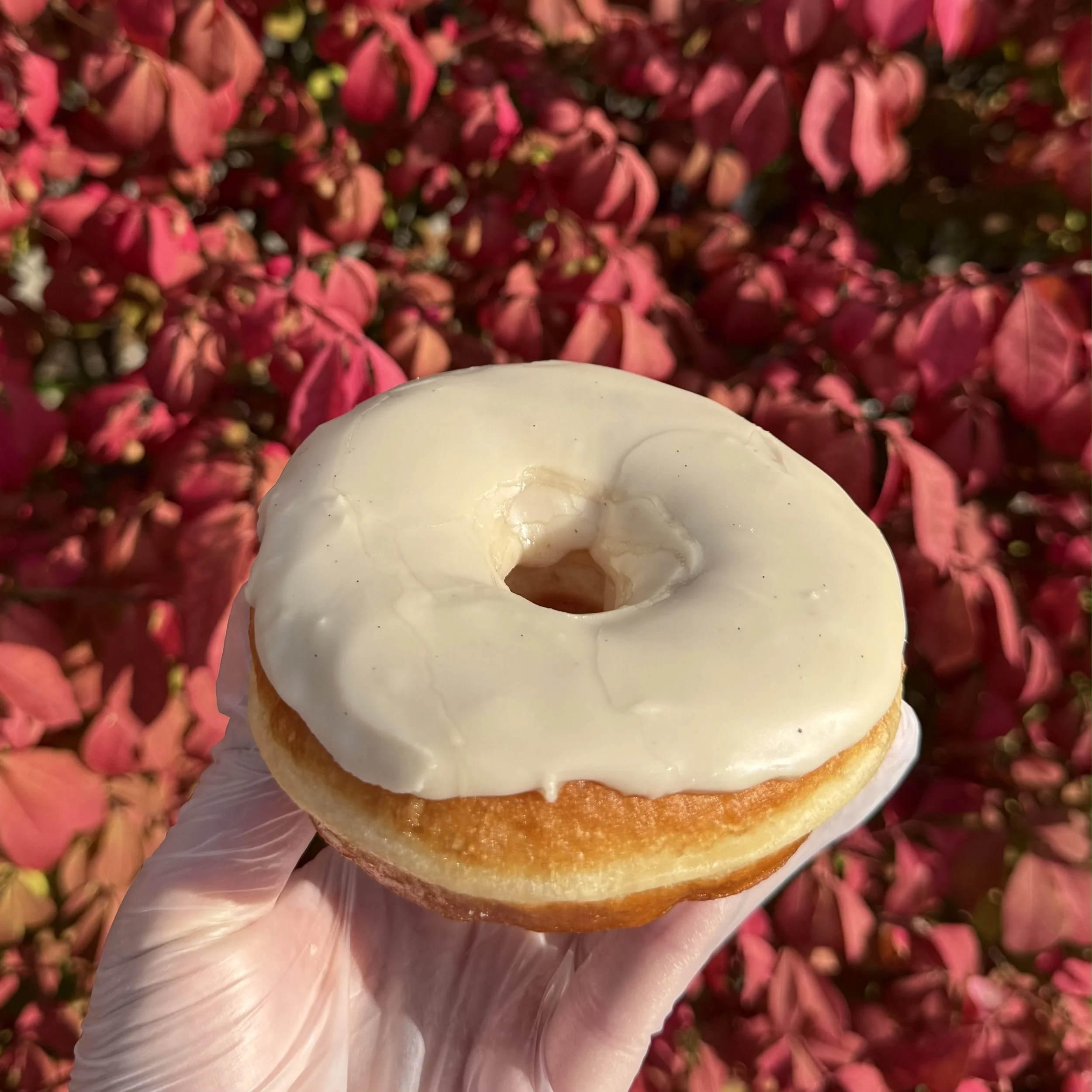maple-frosted.jpg