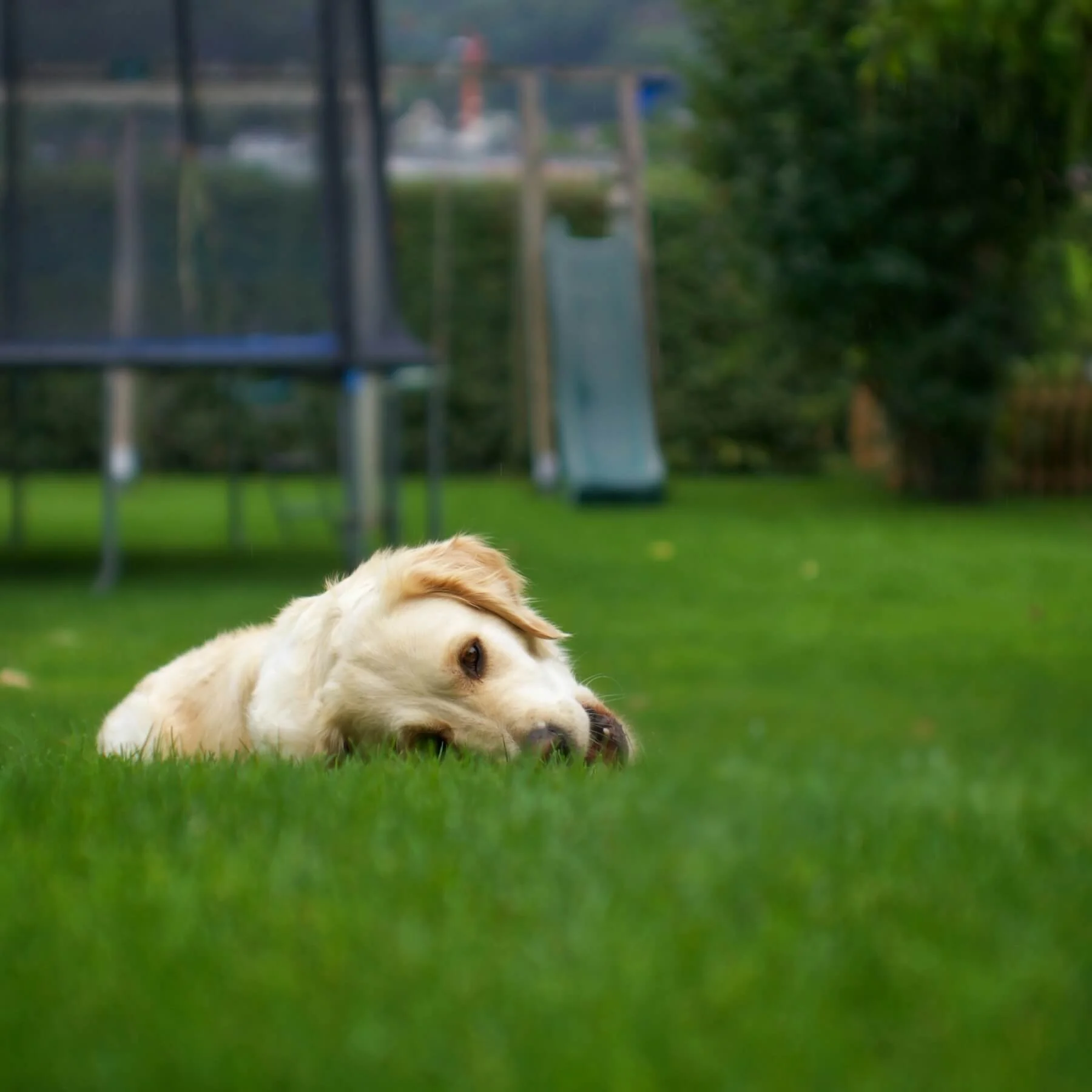 puppy on freshly cut lawn