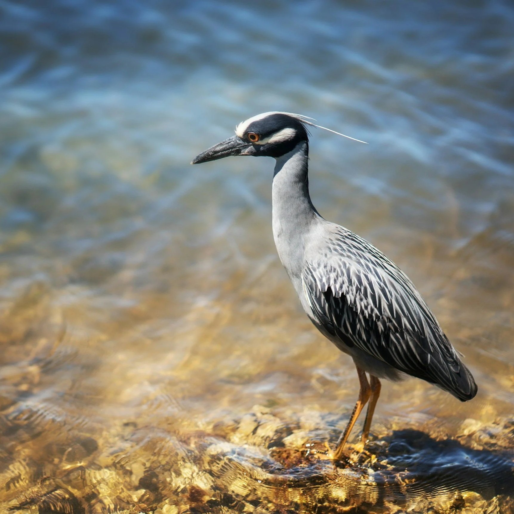 Avistamiento de ballena gris en Guerrero Negro, Baja California Sur

Tour de ballena gris con prestadores turísticos locales en Guerrero Negro

Guerrero Negro B.C.S., destino de ballena gris y turismo comunitario

Prestadores de servicios turísticos