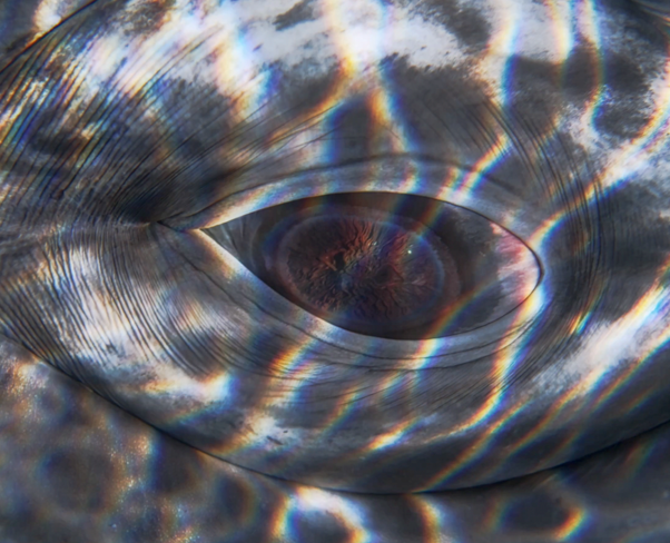 Una superficie reflectante con efectos de luz y arcoíris que parecen formar un ojo o una forma abstracta.