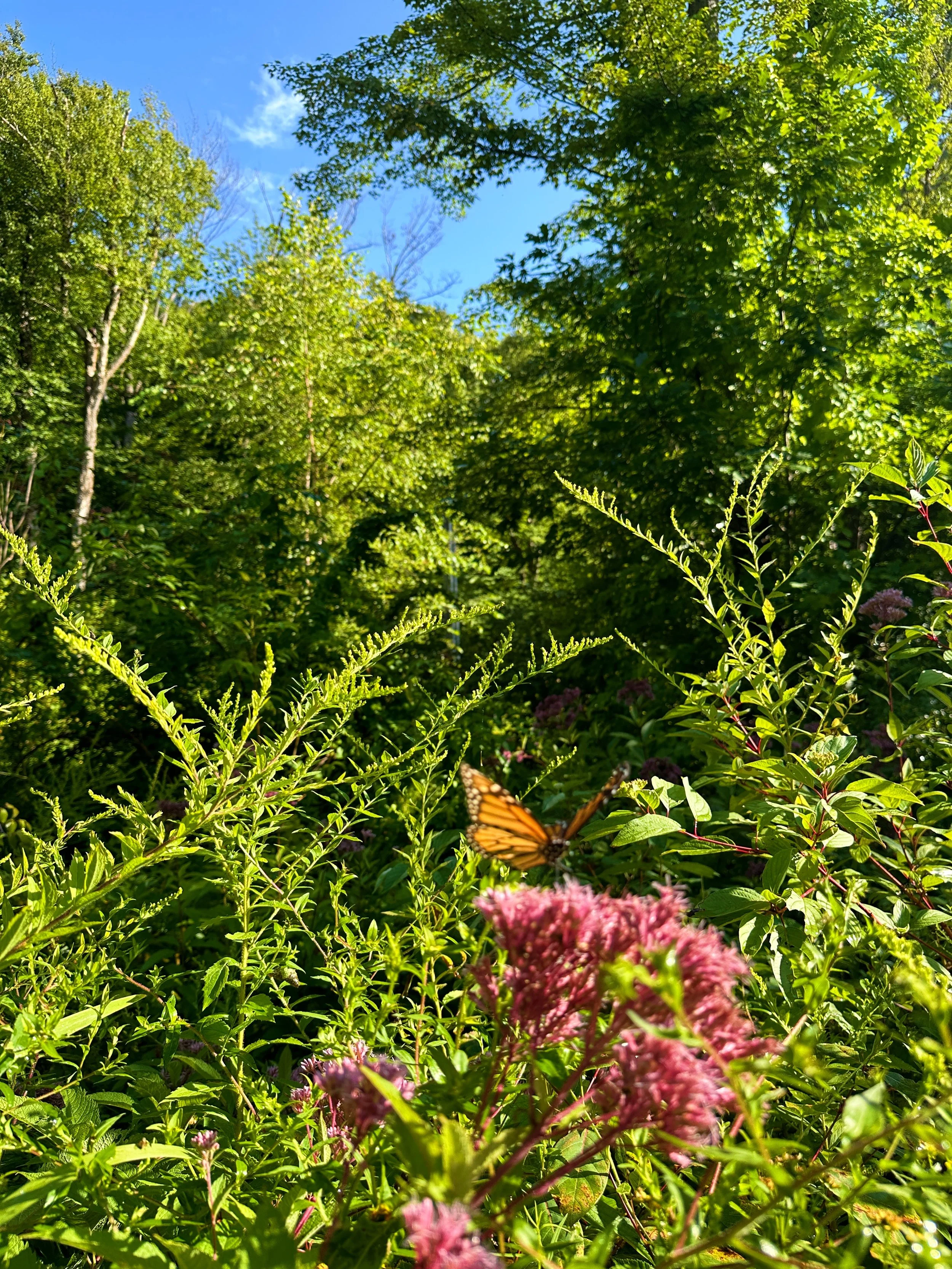 Sunlit garden with lush green trees and plants, pink flowers in the foreground, and a butterfly perched on a pink flower.