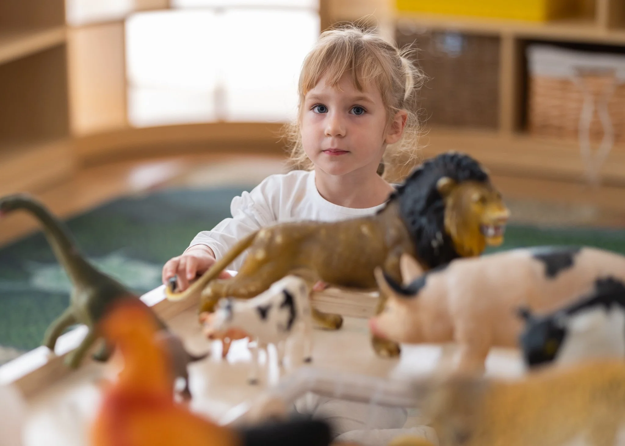 child in classroom playing with lions and animal figurines
