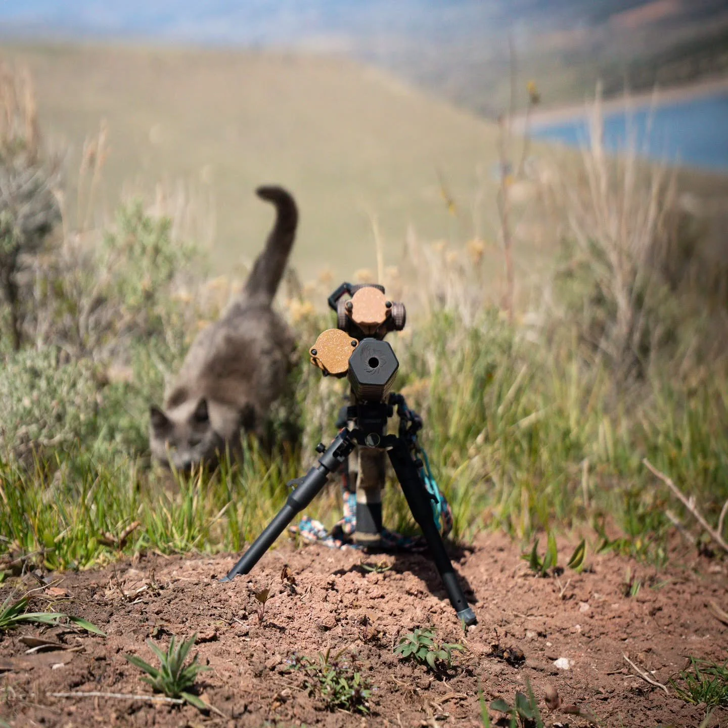 The huntress stalks her prey..