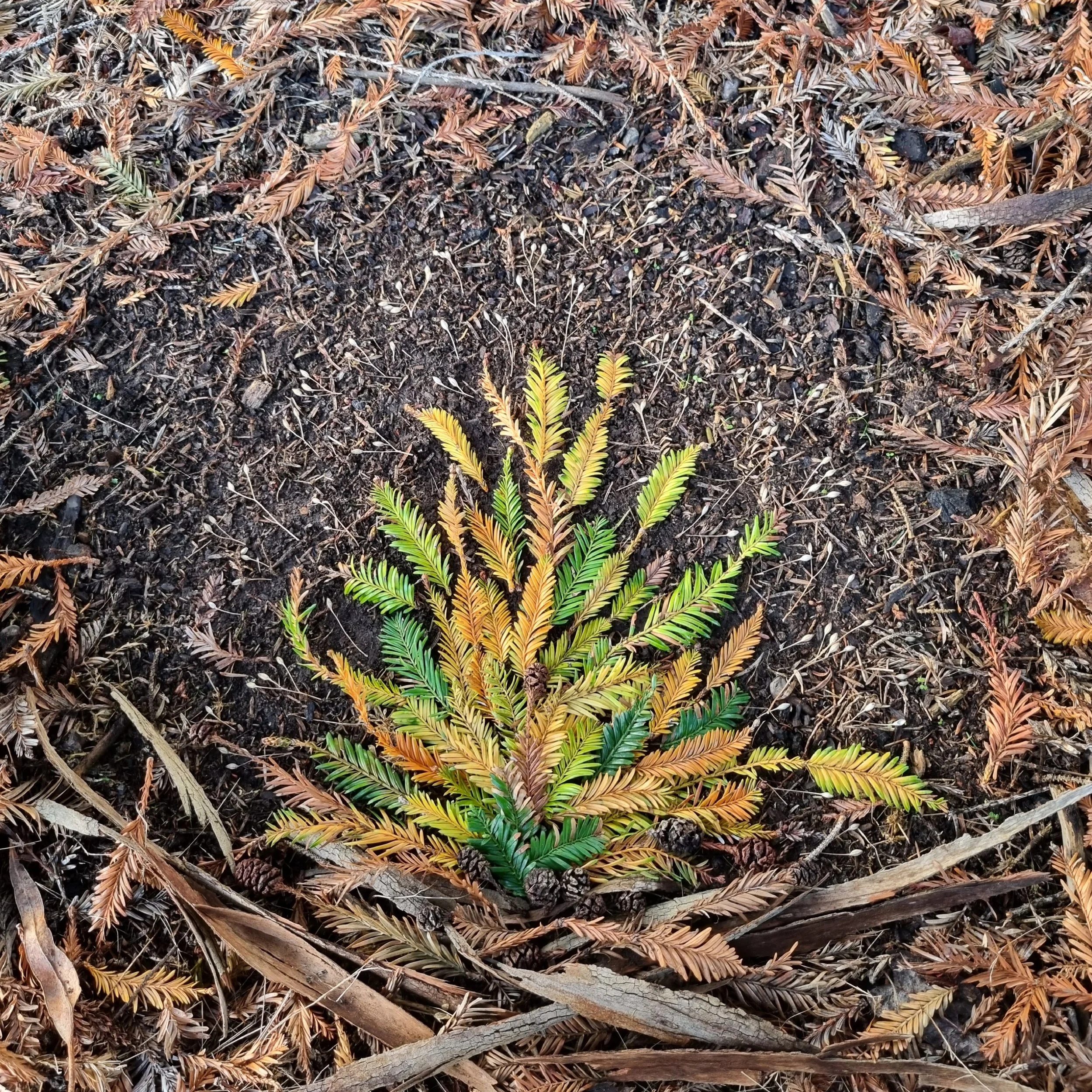Colorful young fern plant with green, yellow, and brown fronds growing amid brown fallen leaves in soil.