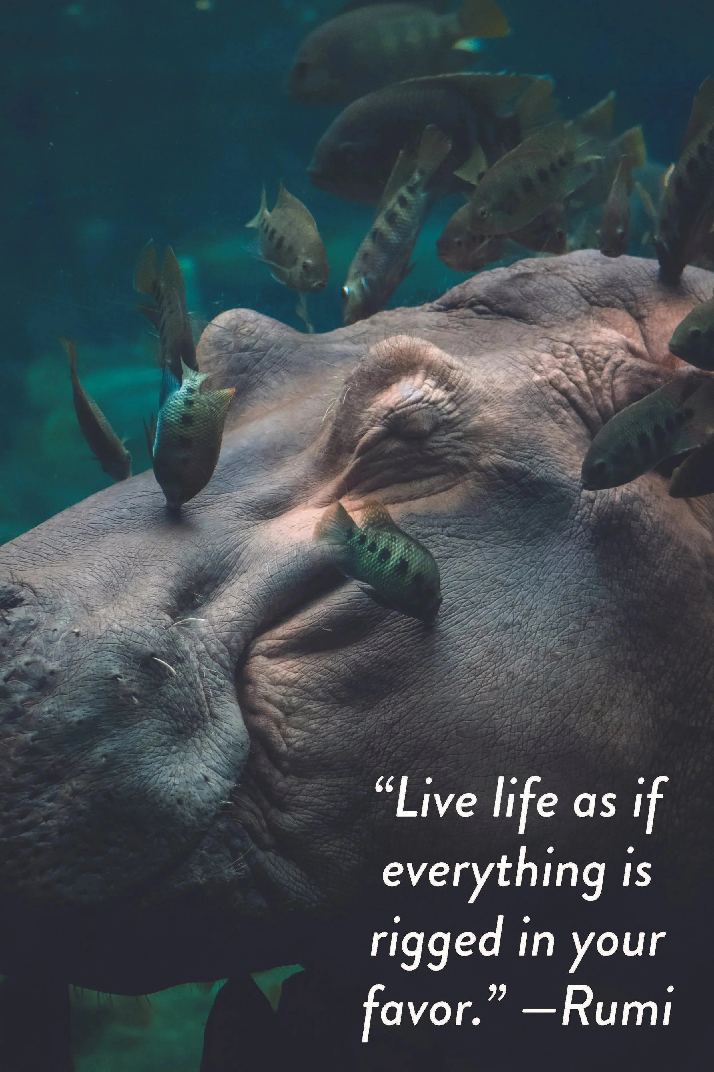 A close-up underwater photograph of a hippopotamus resting with numerous fish swimming around it, accompanied by a quote by Rumi: "Live life as if everything is rigged in your favor."