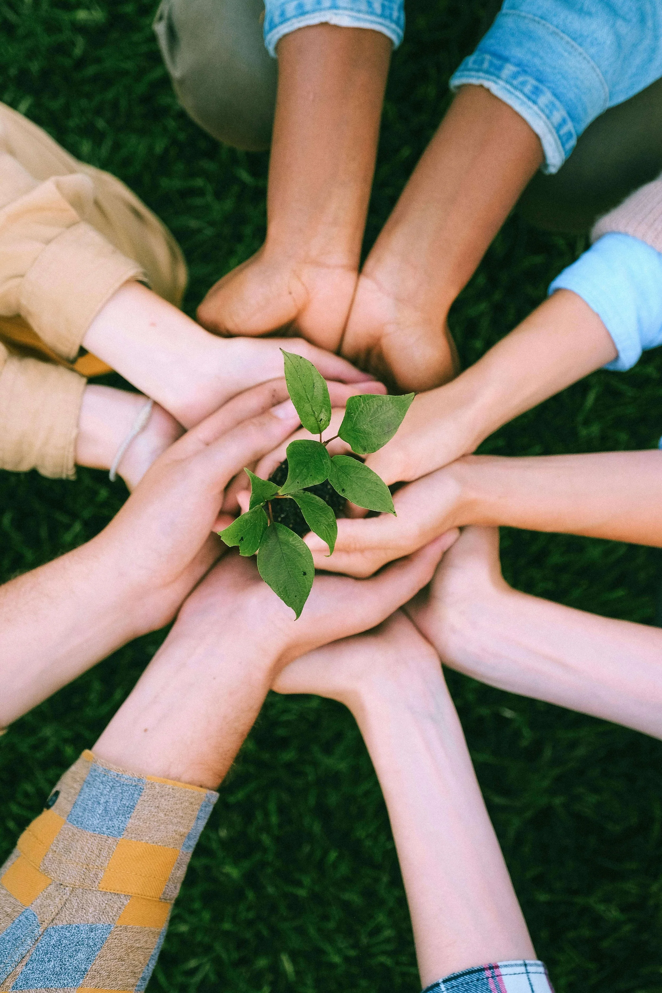 Several hands of different skin tones placed together around a small green plant with leaves, on grass.